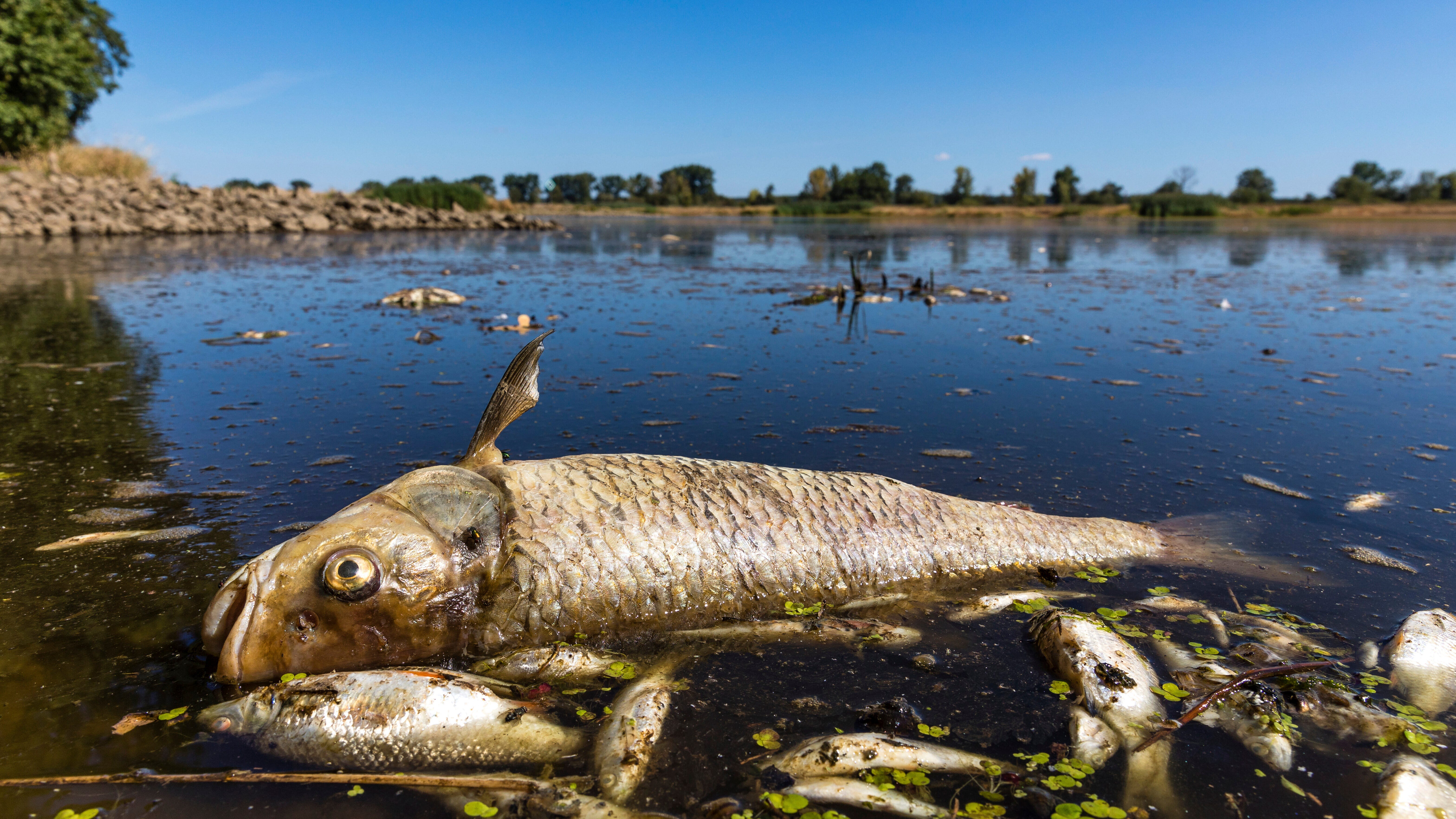 Wildfires spread, fish die off amid severe drought in Europe