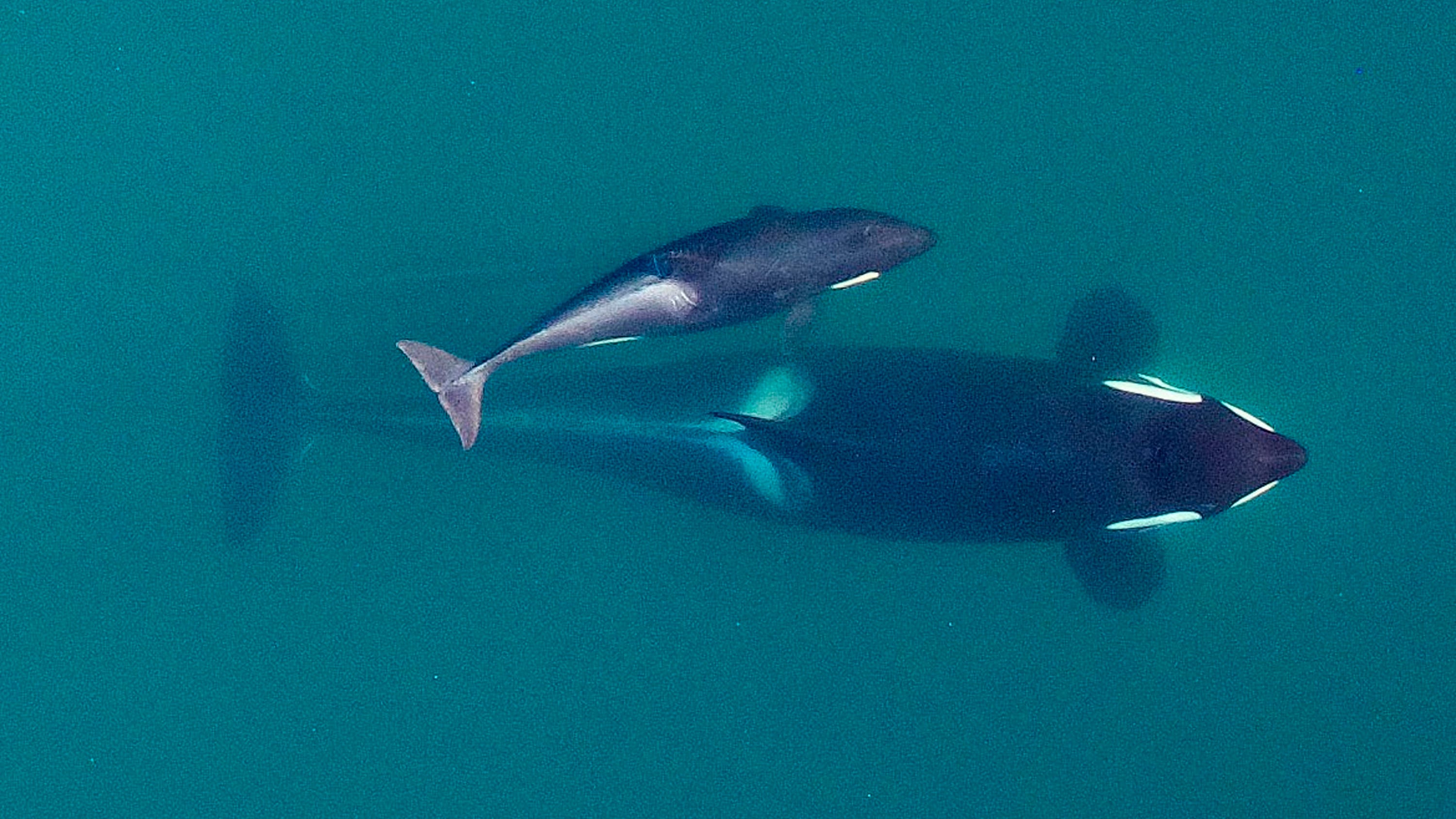 The big problem for endangered orcas? Inbreeding