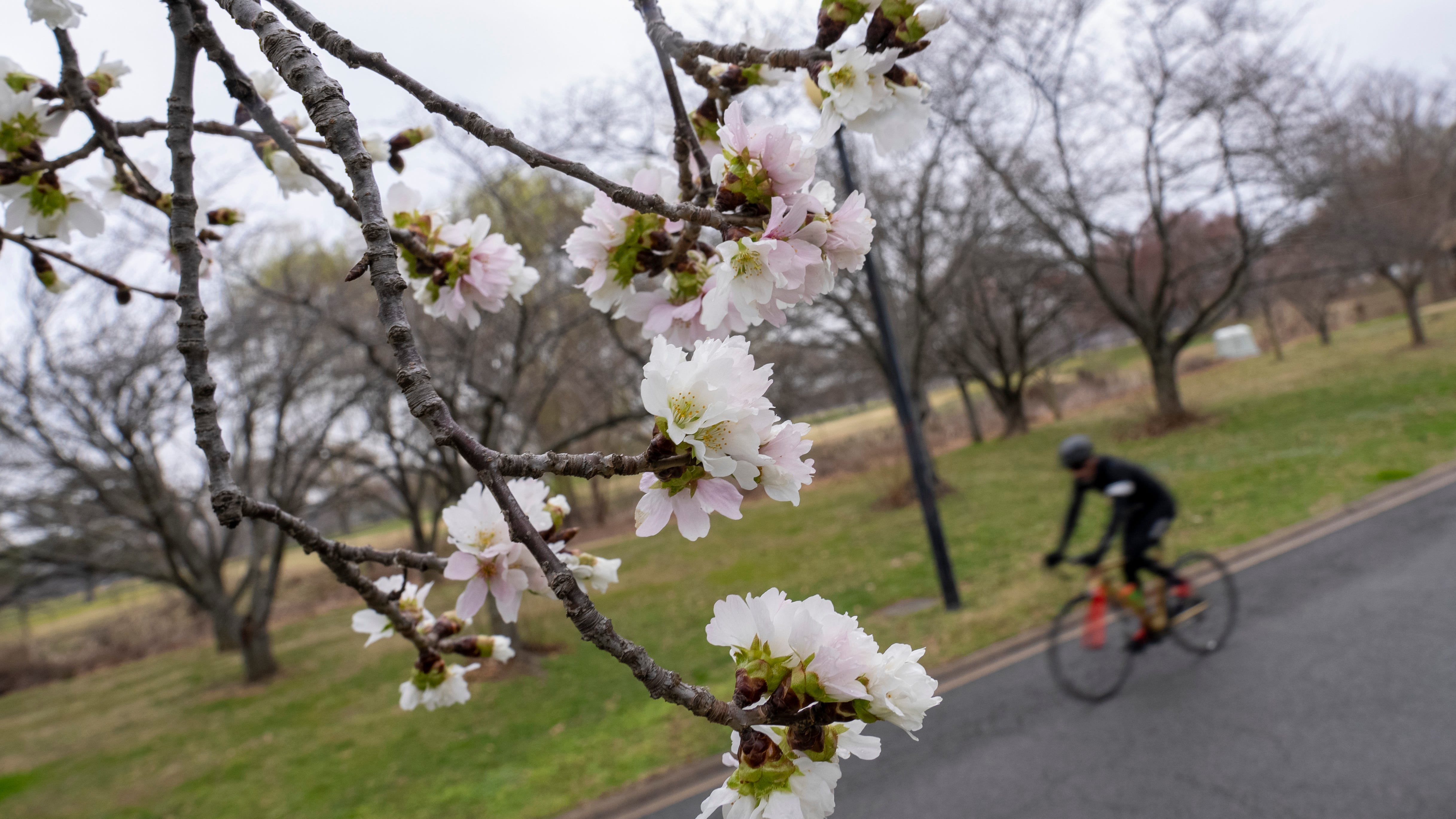 DC's cherry blossoms coming early due to confusing weather