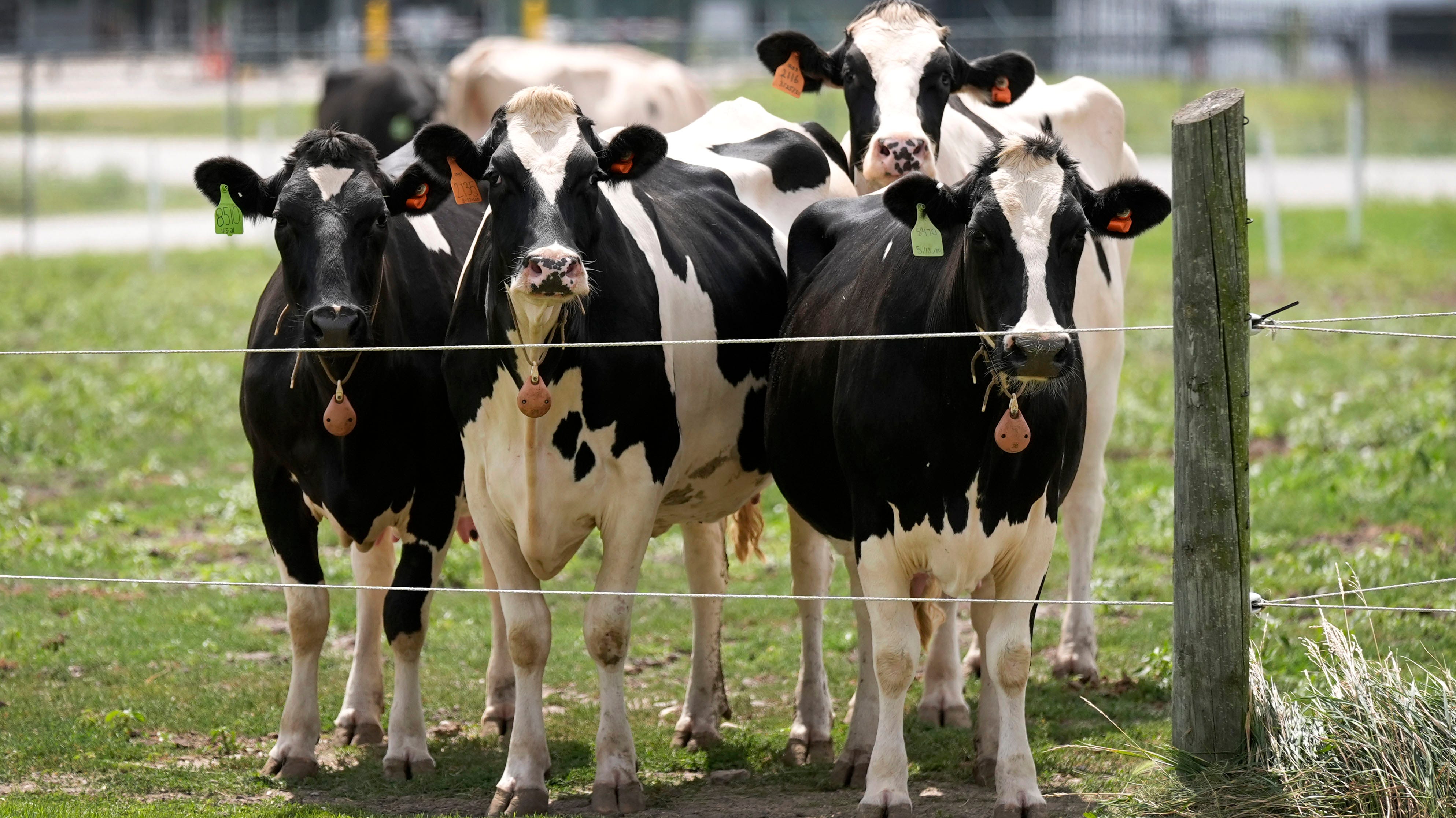 Detectan segundo tipo de gripe aviar en vacas lecheras de EEUU