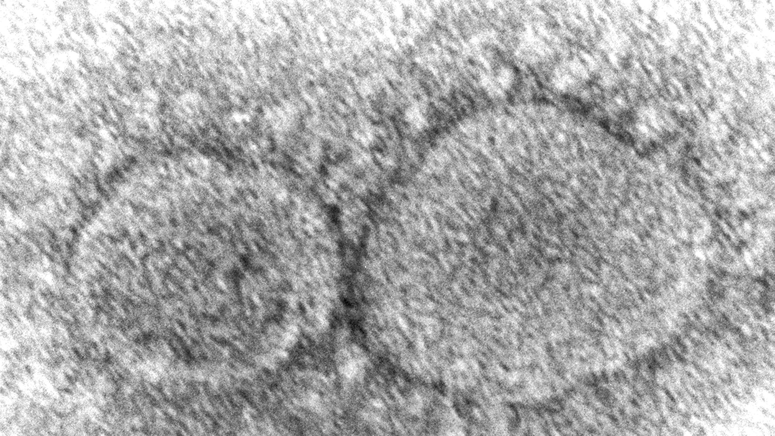 Vaccine makers racing to update COVID shots, just in case