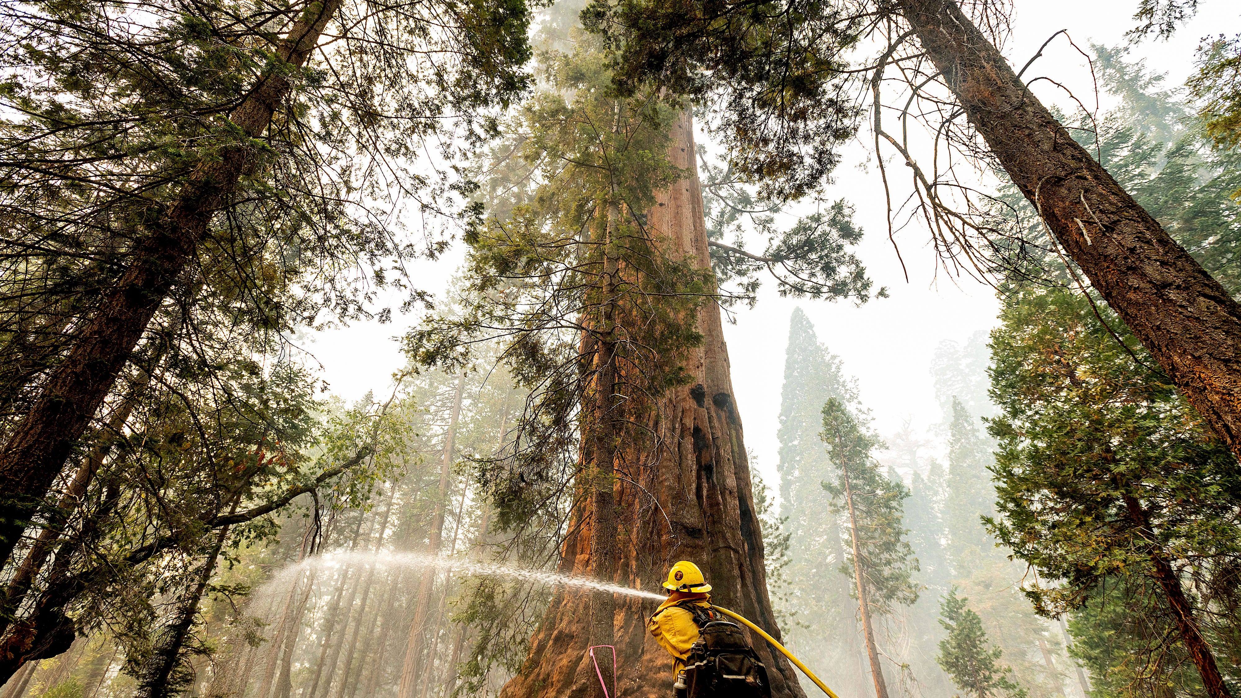 Sequoia National Park's Giant Forest unscathed by wildfire