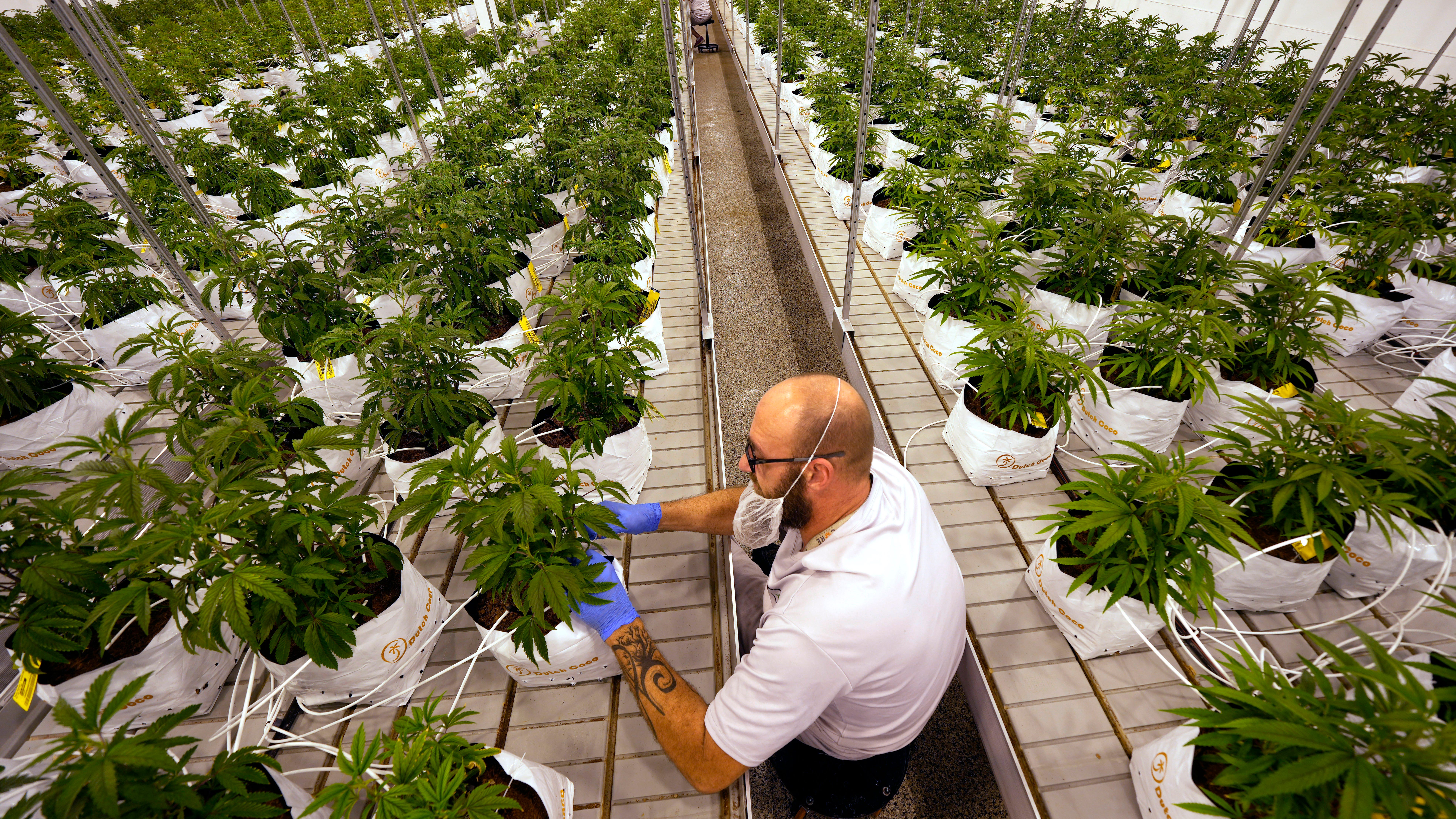 Medical marijuana firms lead donors for legal weed campaigns