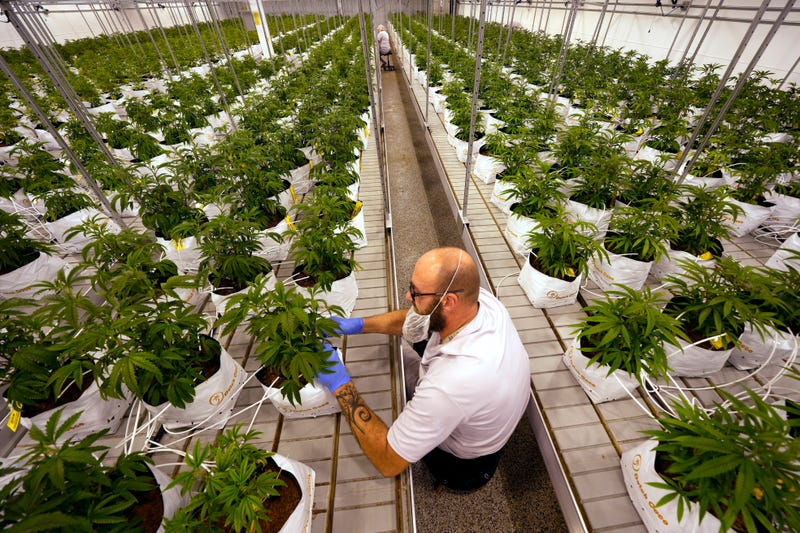 Election 2022 Marijuana