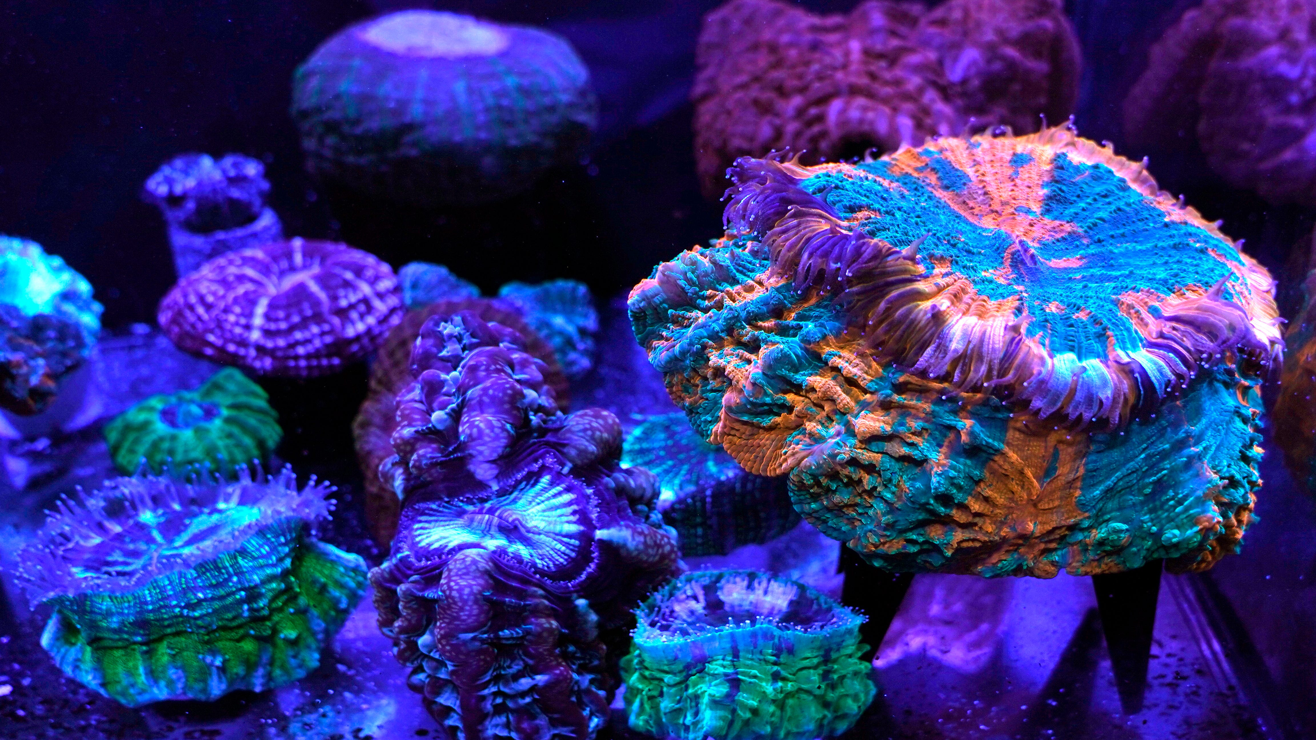 Coral reefs provide stunning images of a world under assault