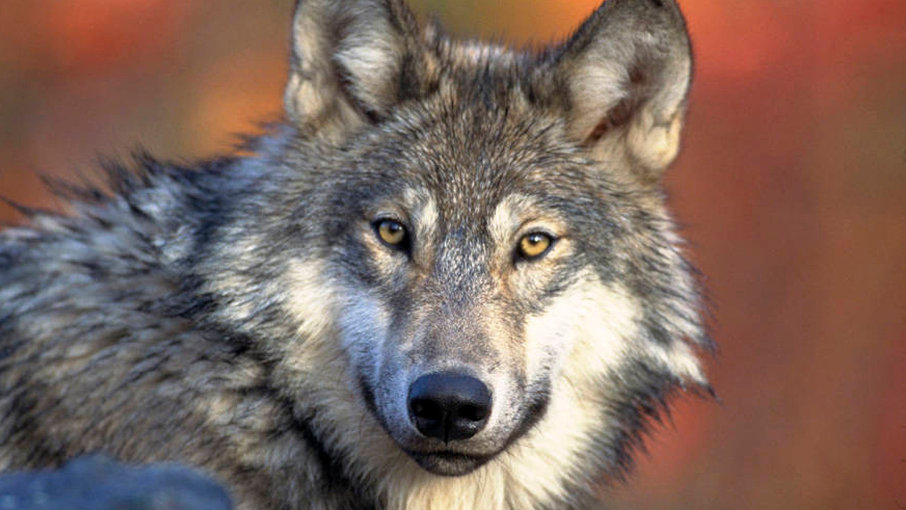 Study says hunting, poaching reduce Wisconsin wolf numbers