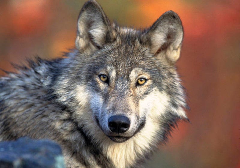 Wolf Deaths Wisconsin