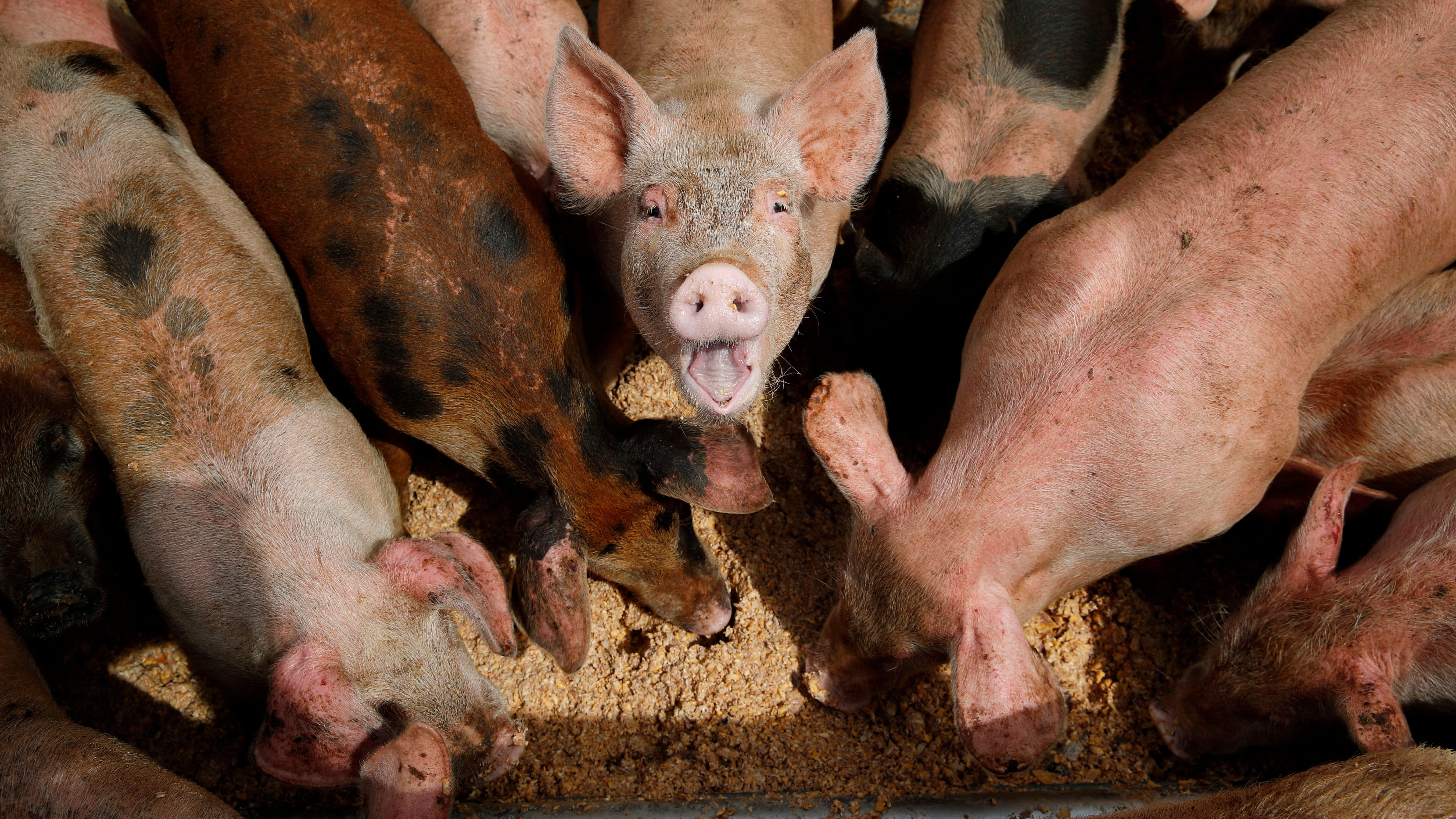 EPA considers tougher regulation of livestock farm pollution