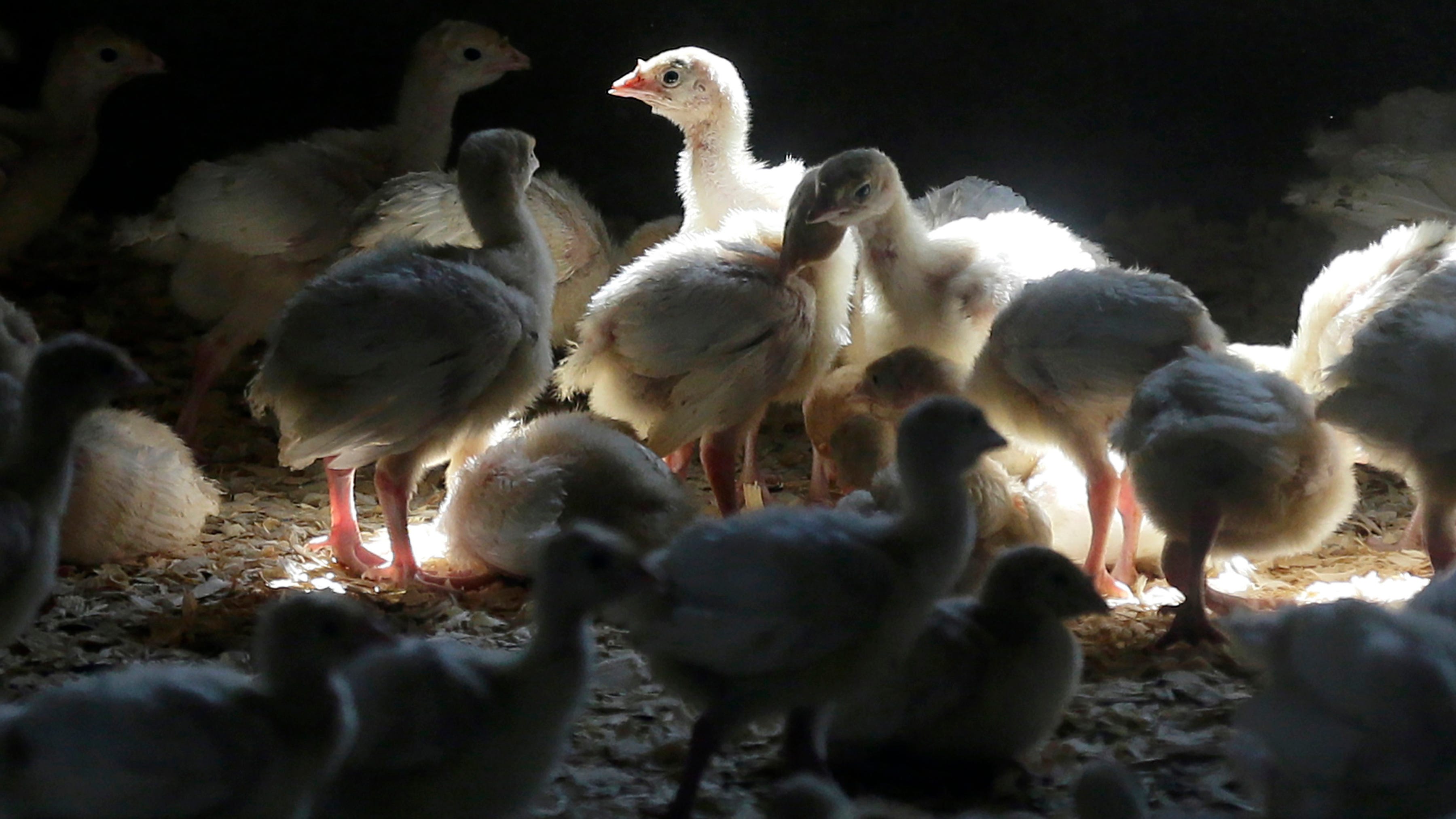 First recent US case of human bird flu confirmed in Colorado