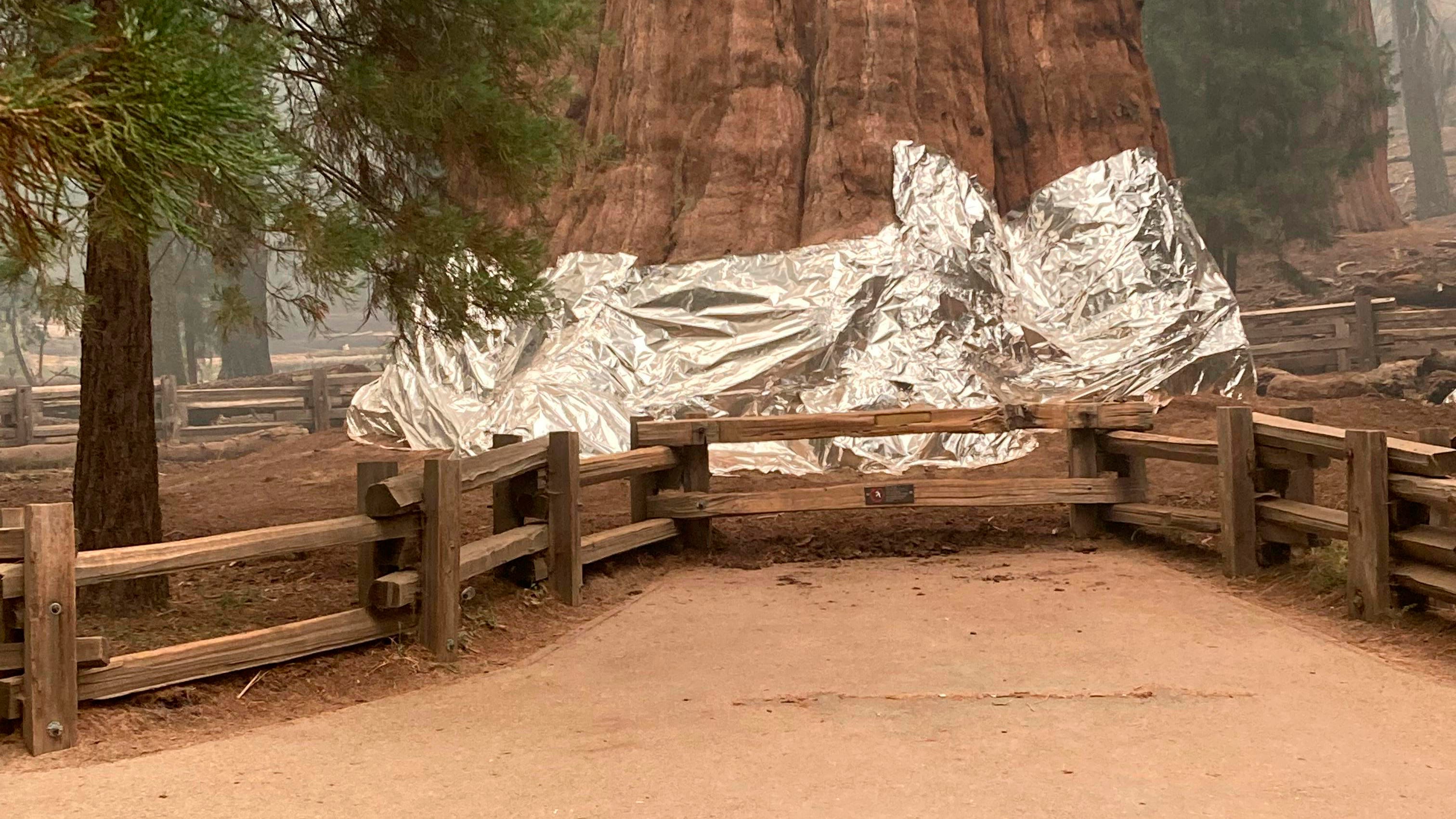 Giant California sequoias wrapped in aluminum as fire nears