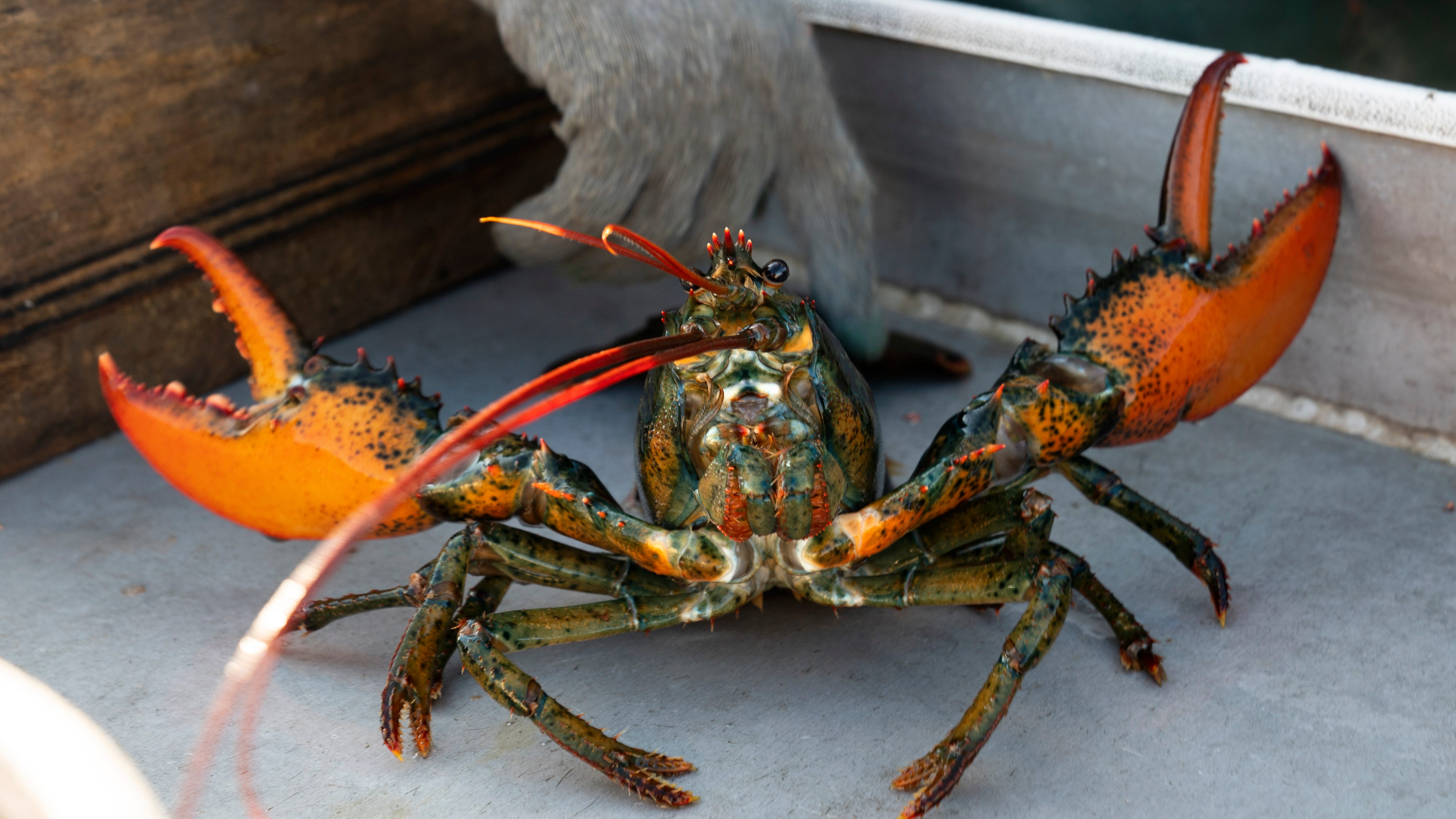 Whole Foods decision to pull lobster divides enviros, pols