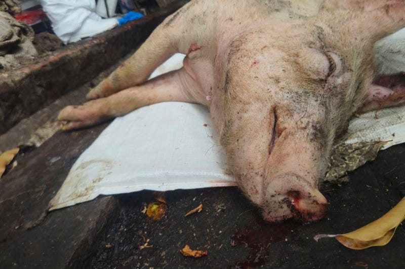 Taiwan African Swine Fever