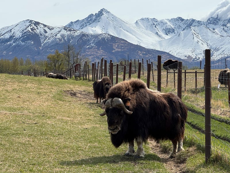 Mother's Day Alaska Musk Oxen