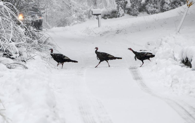 Winter Storm