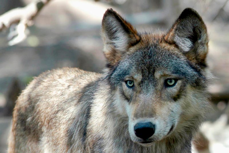 Killing Wolves