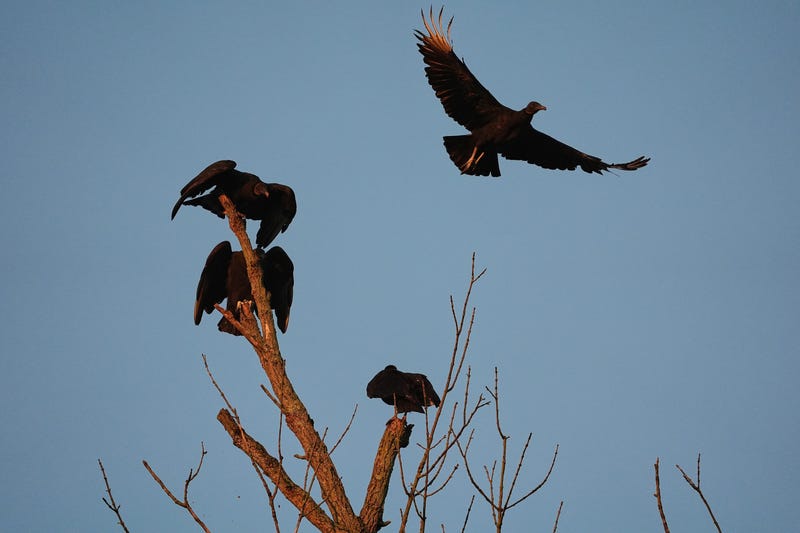 Climate Black Vultures Livestock