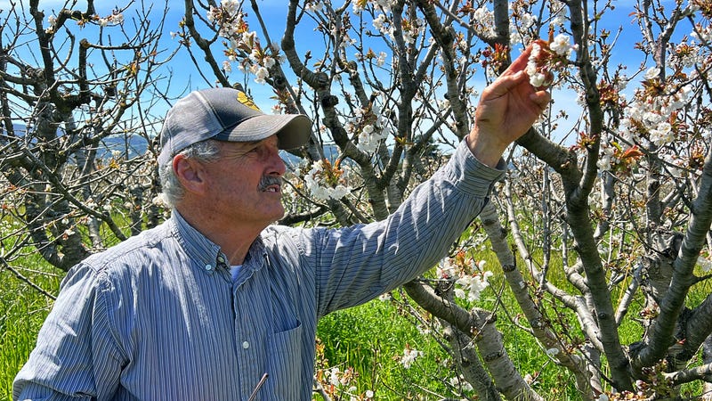 California Storms Farming Bees