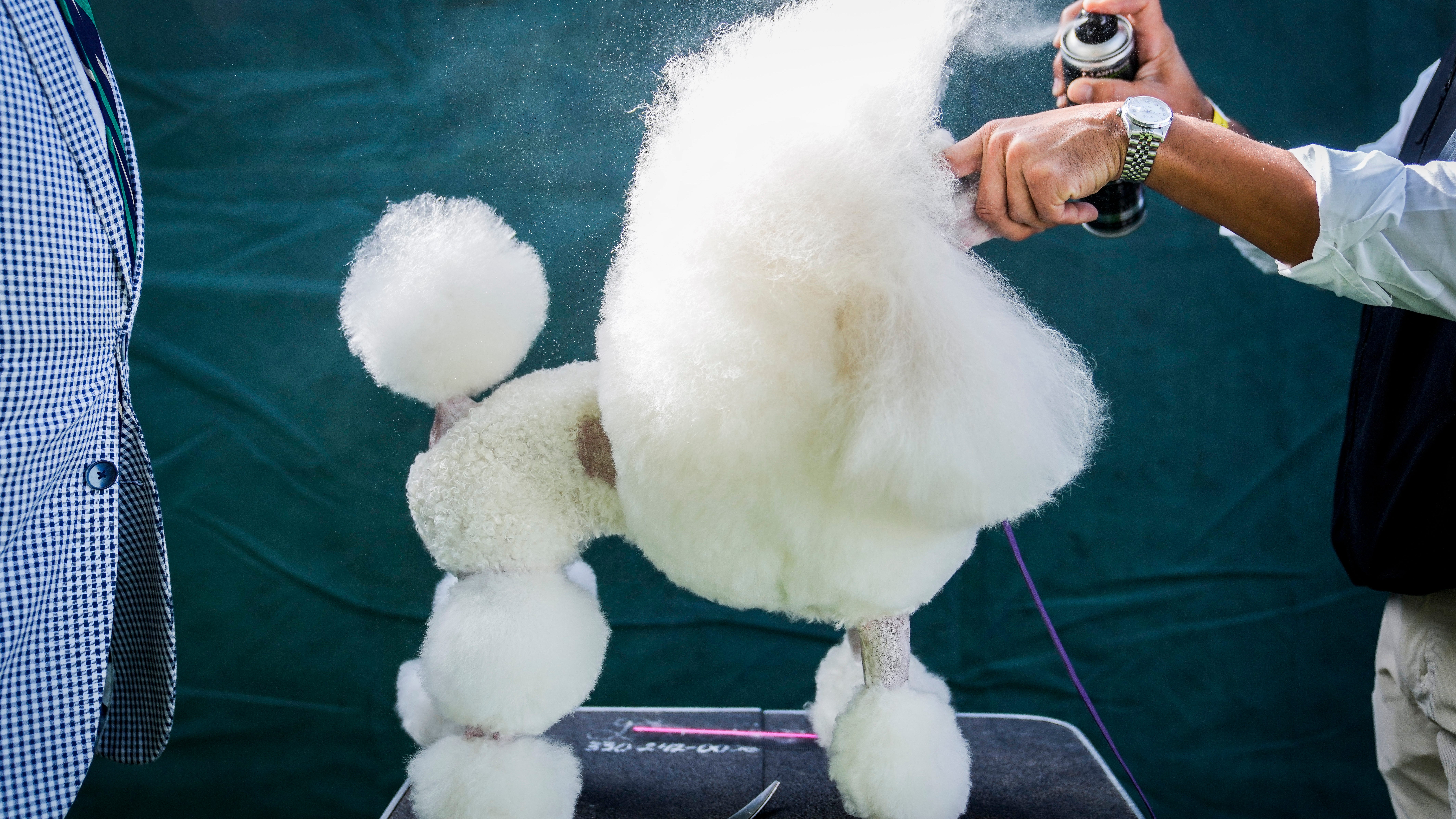 In dog show world, details obvious and subtle rule the day