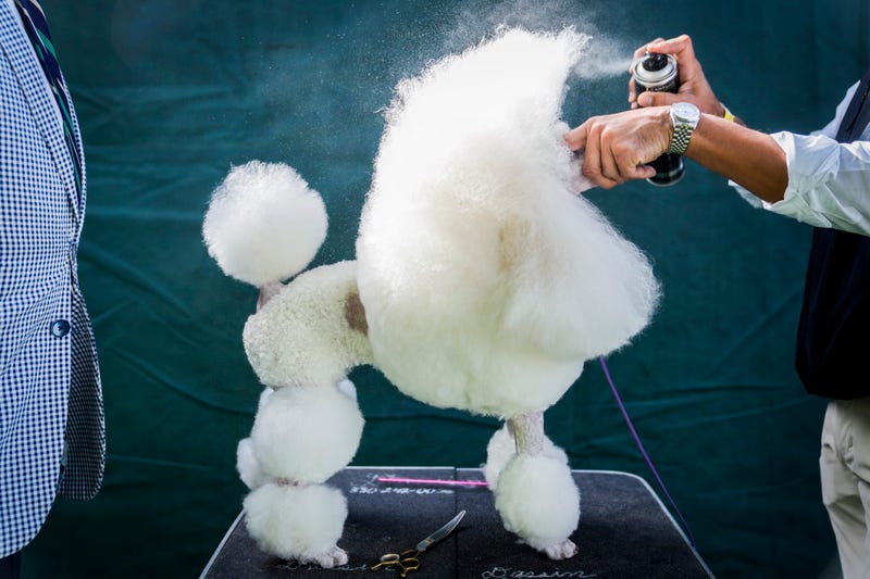 Westminster Dog Show