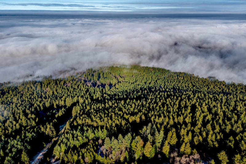 Climate Doomed Tree Planting