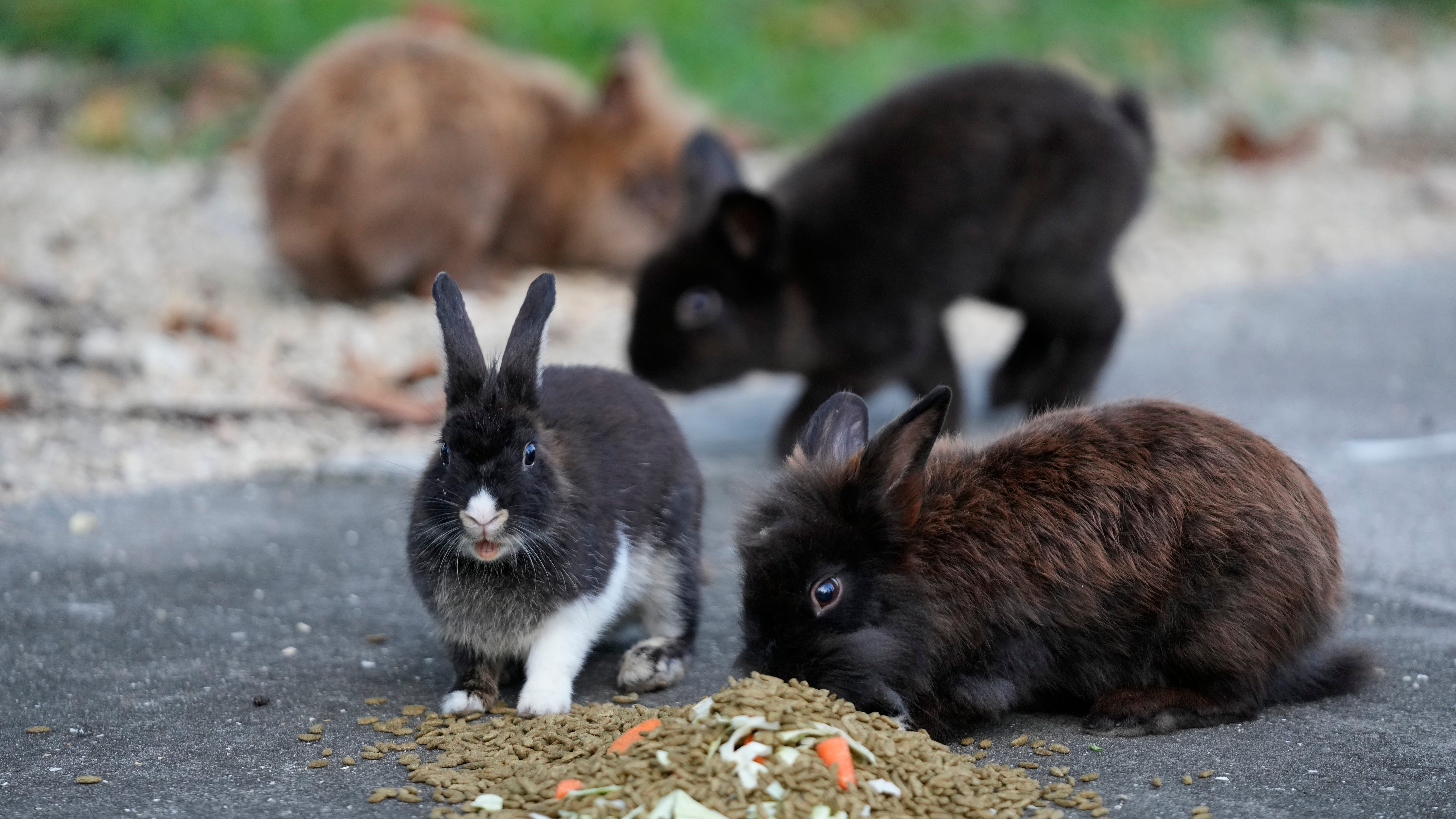 Groups working to round up domesticated rabbits that have been running loose in Florida neighborhood