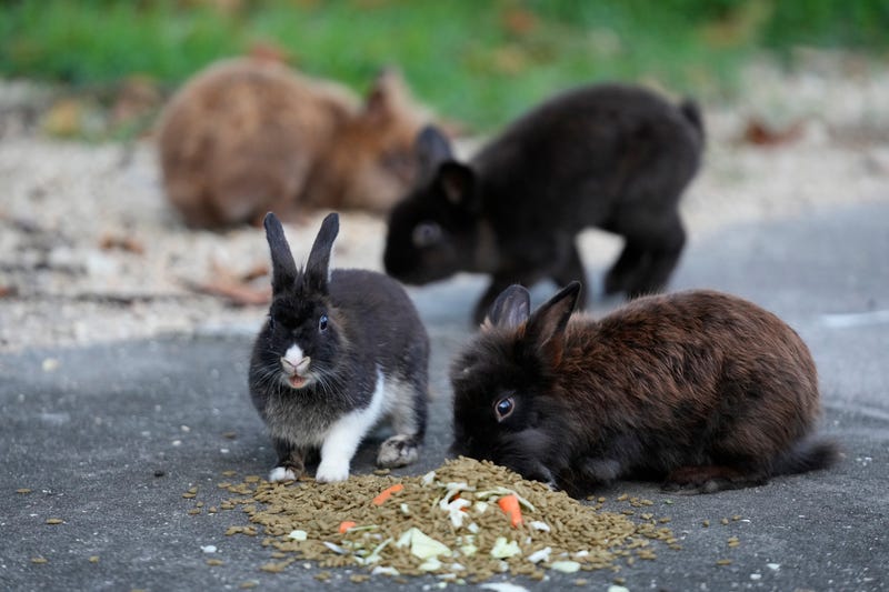 Invasive Rabbits Florida
