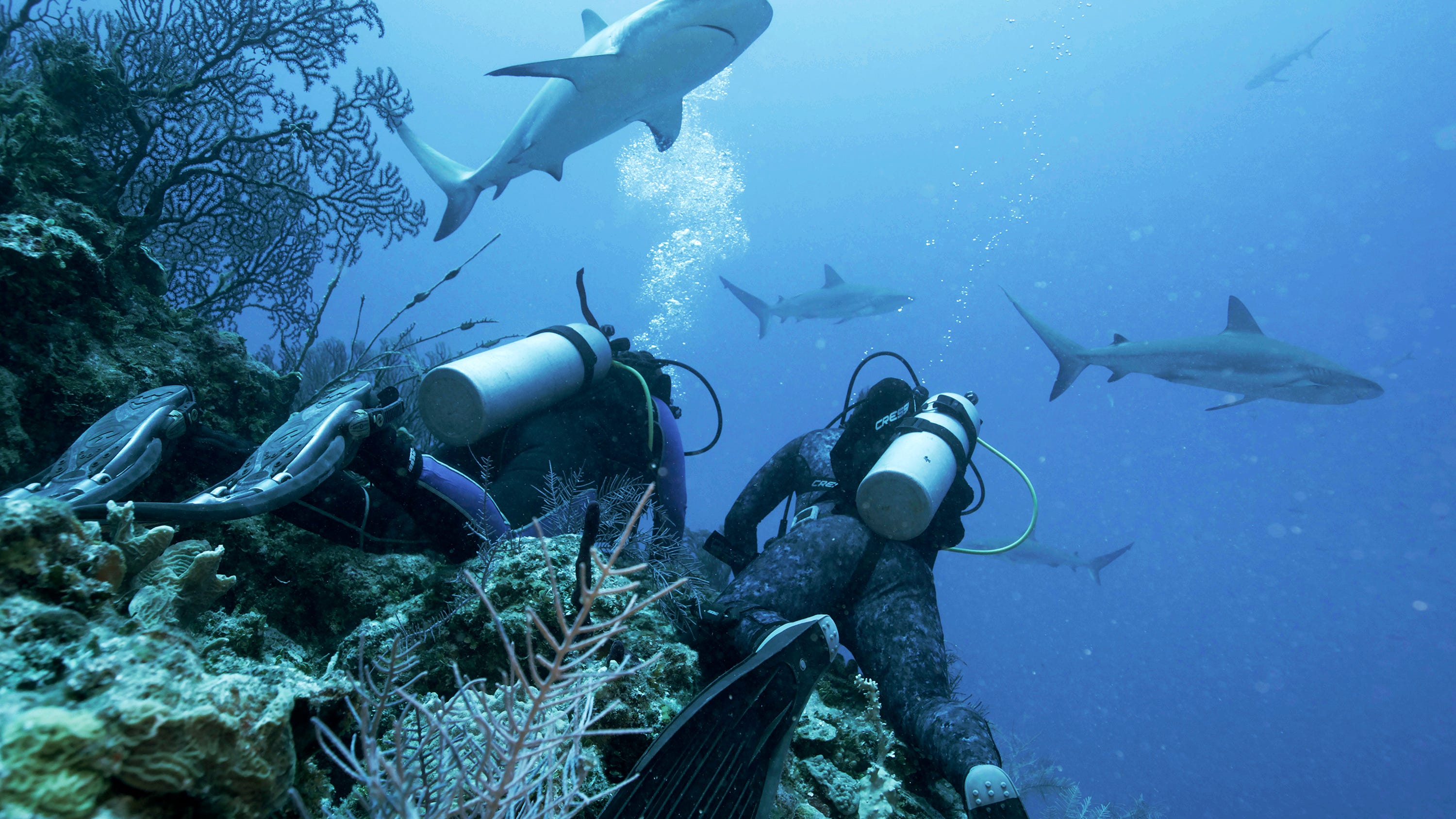 Jason Momoa hosts Discovery's 'Shark Week,' featuring feeding frenzies and junkie sharks