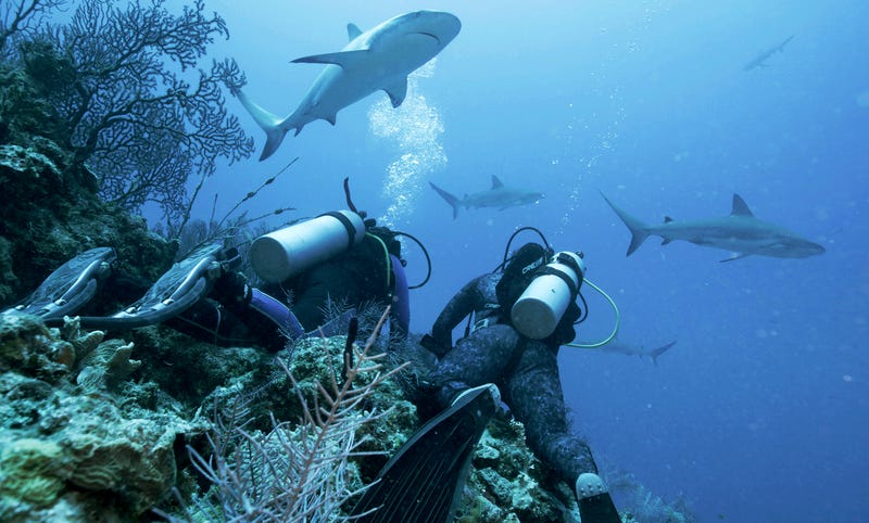 TV - Shark Week