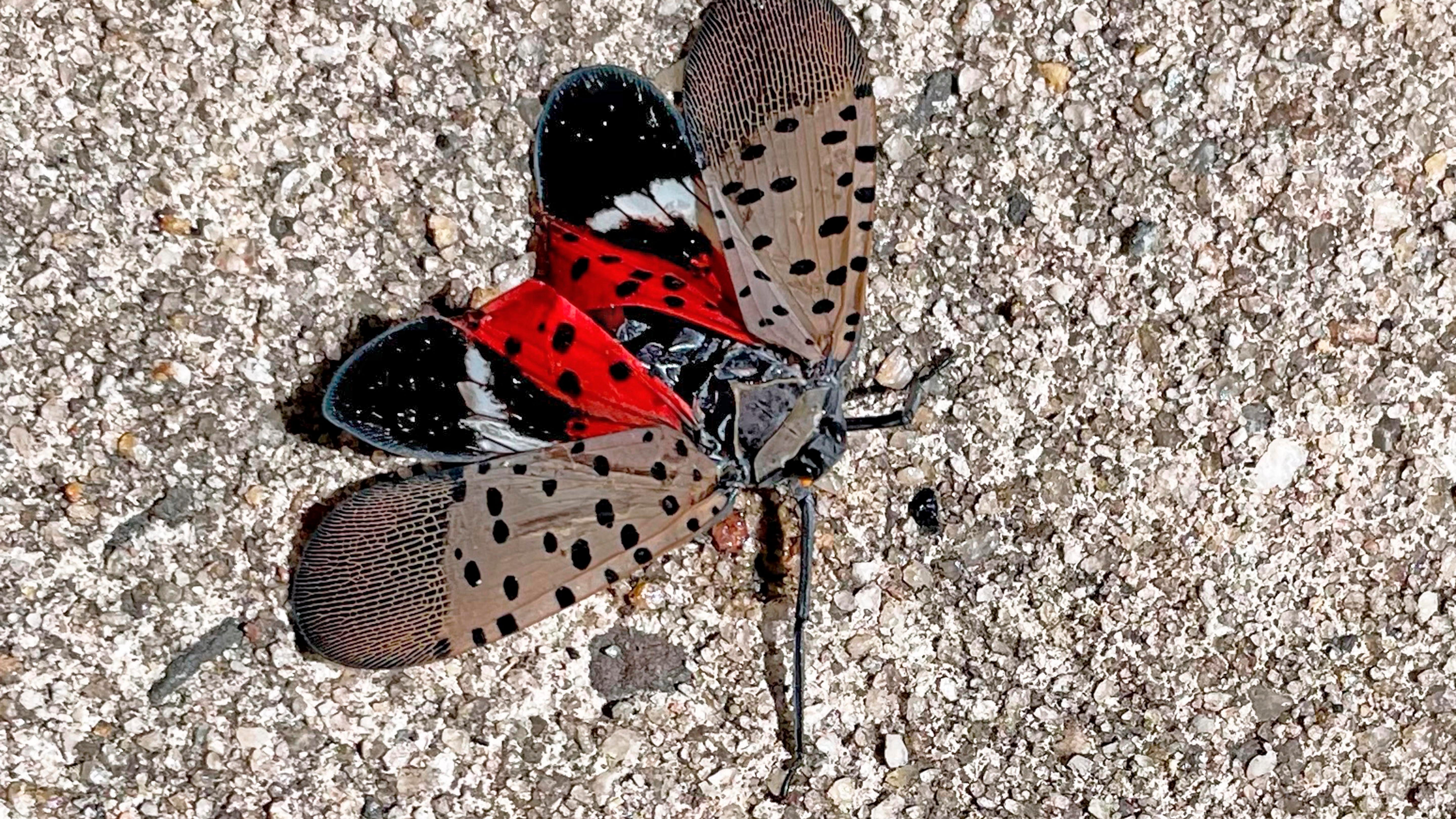 See it? Squish it! Fighting the invasive spotted lanternfly