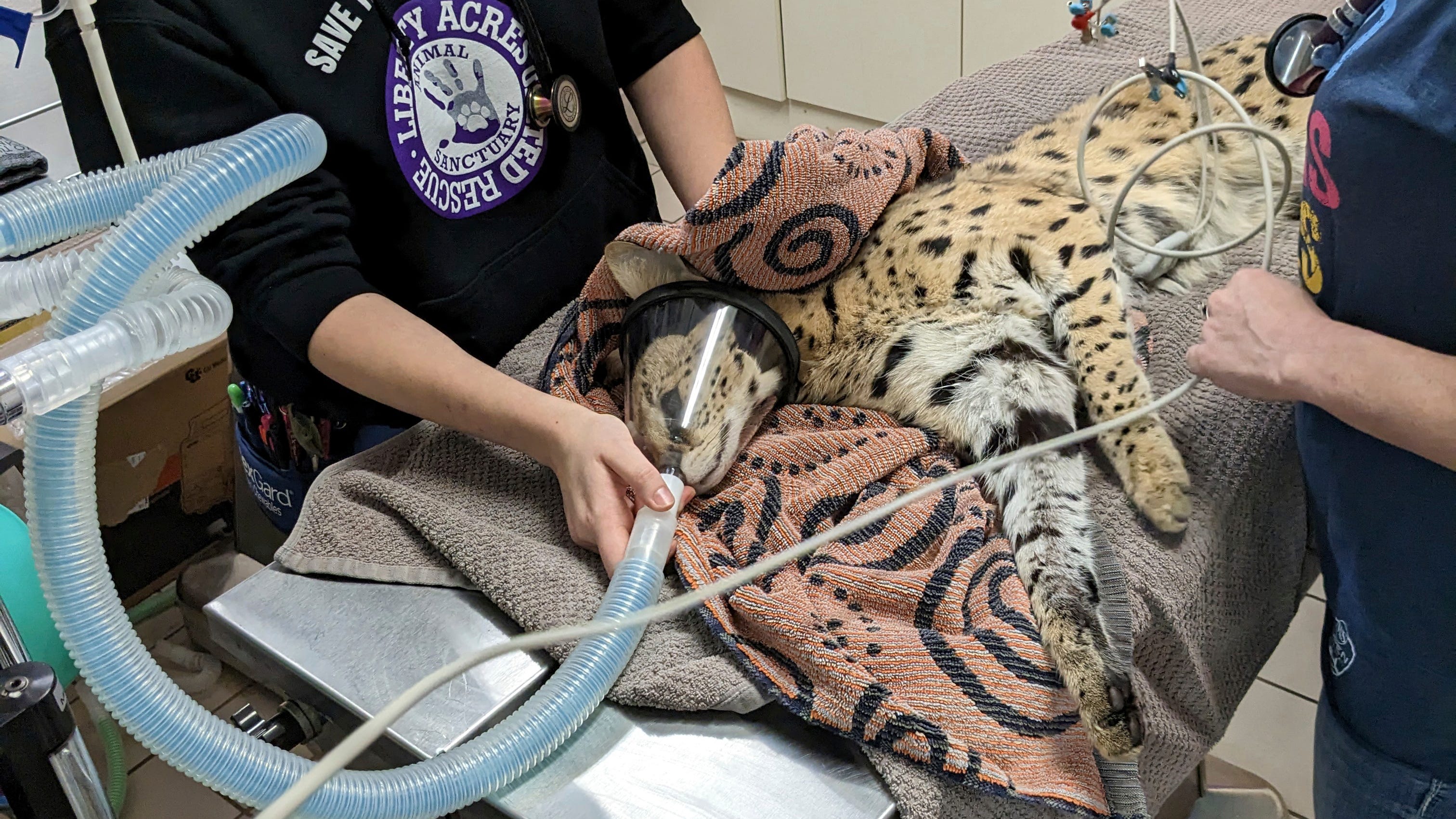 'Cocaine cat' escaped owner, will now live at Cincinnati Zoo