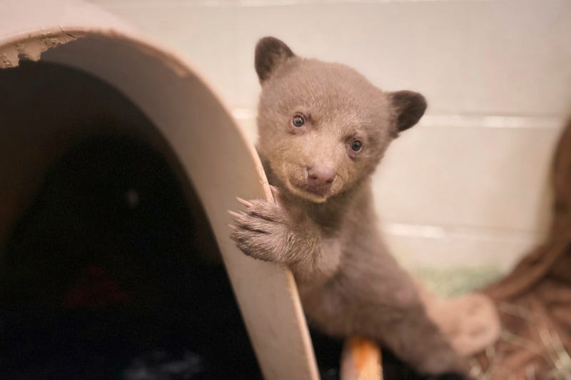 Rescued Bear Cub