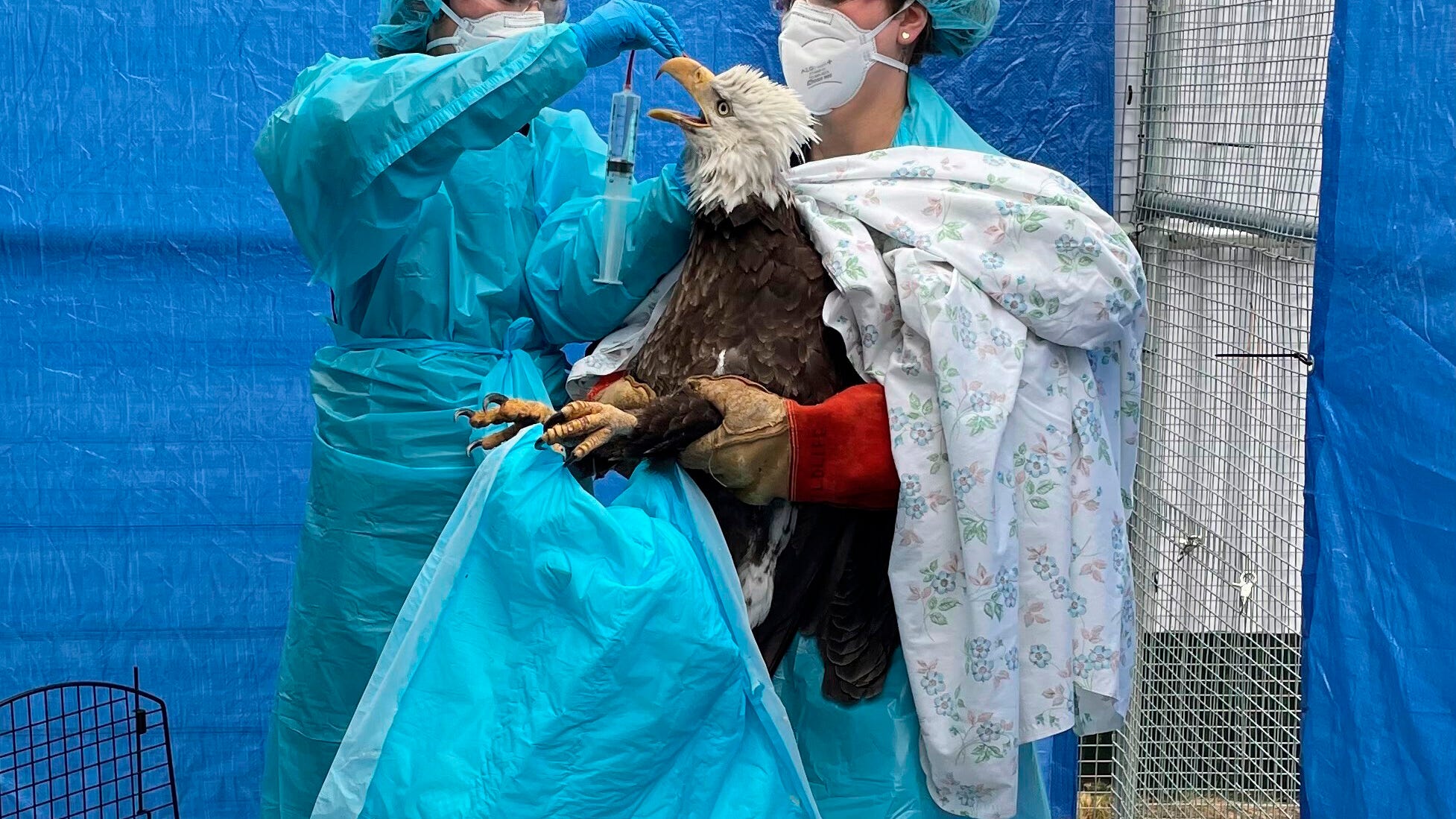 Bird flu takes unheard-of toll on bald eagles, other birds