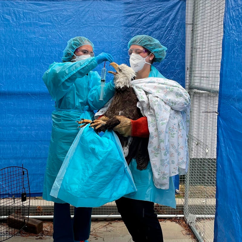 Bird Flu-Wild Birds