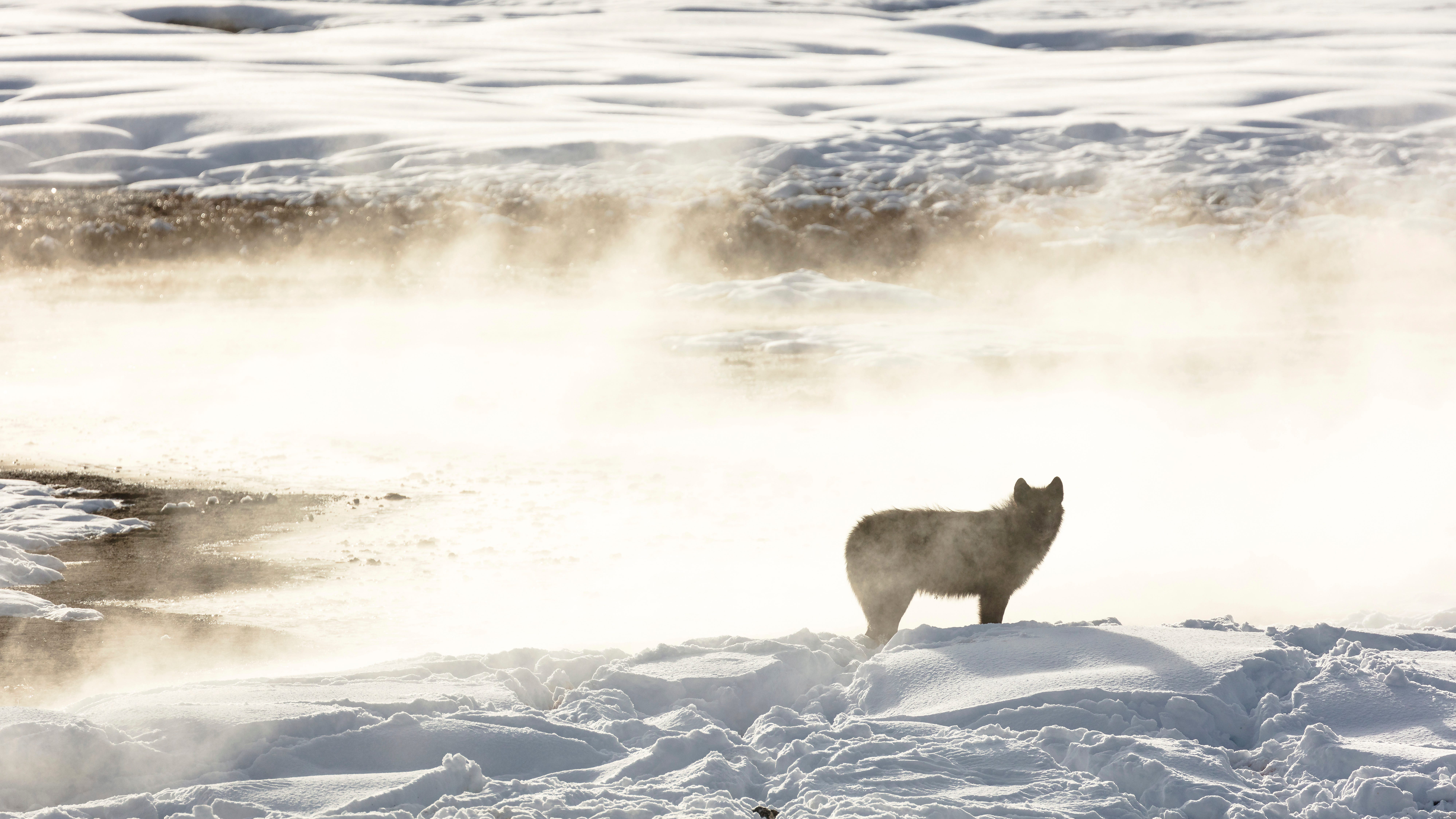 Hunters kill 20 Yellowstone wolves that roamed out of park