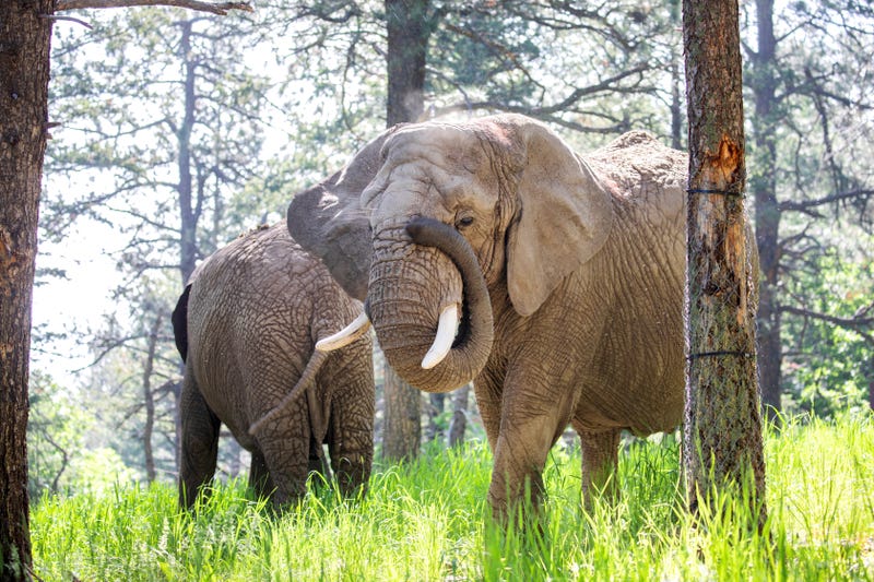 Zoo Elephants Lawsuit