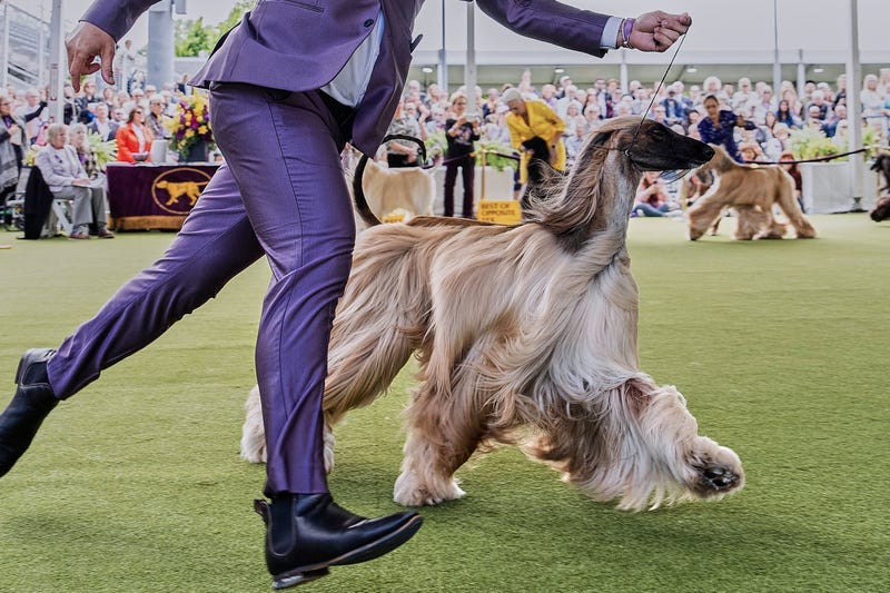 Westminster Dog Show 101