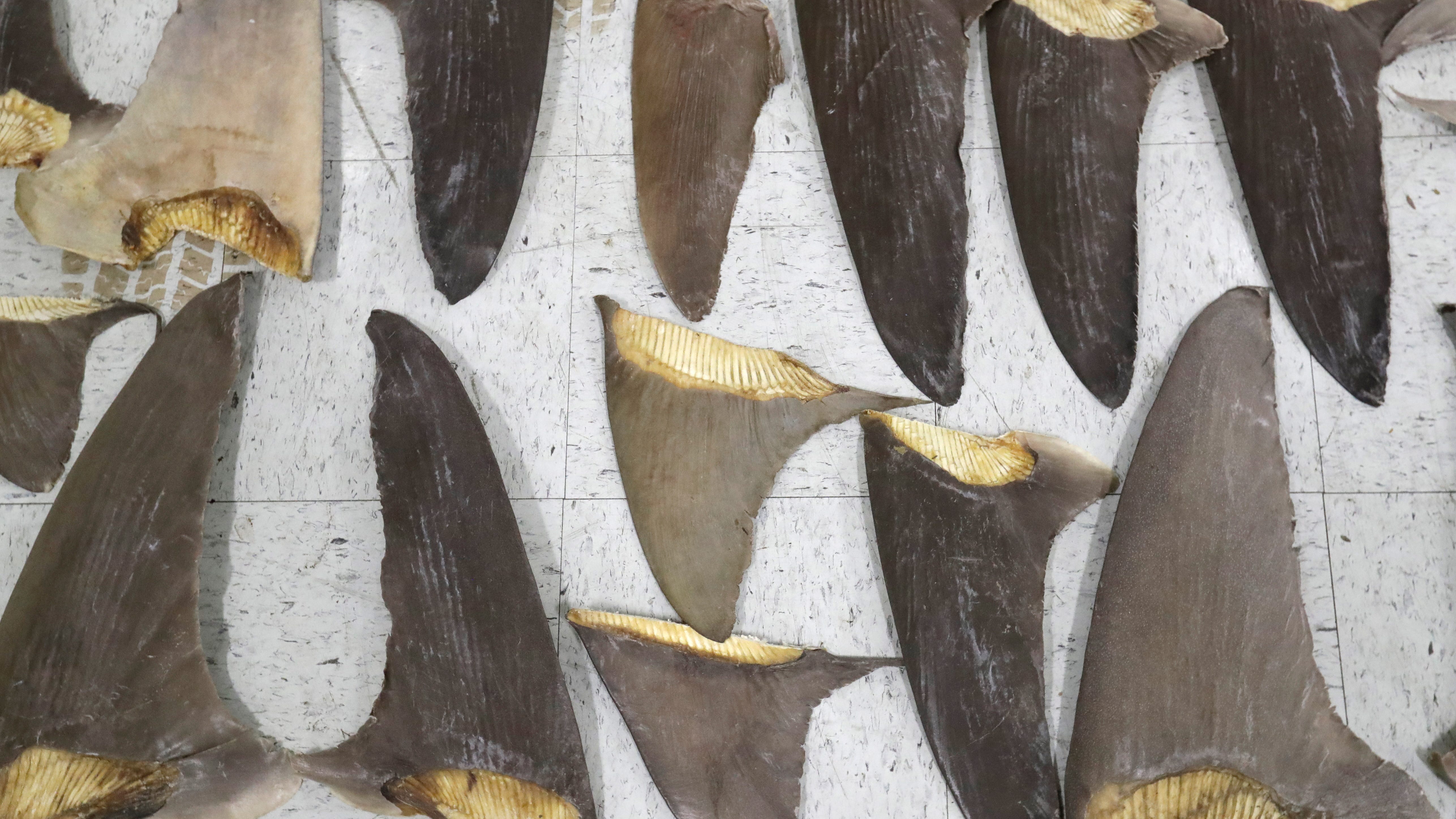 US poised to ban shark fin trade, pleasing conservationists