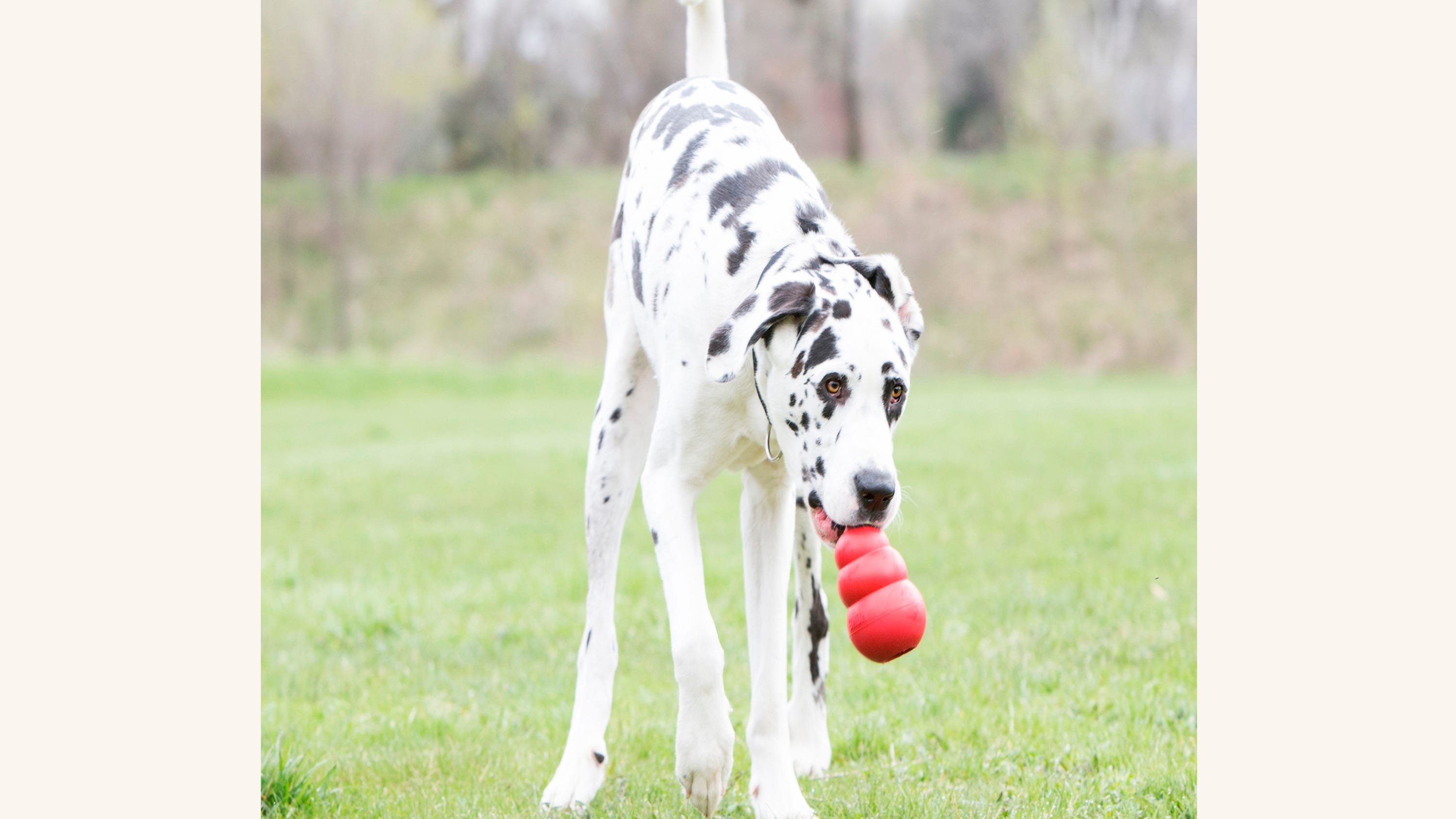Humans back at work? Gifts that help dogs handle anxiety