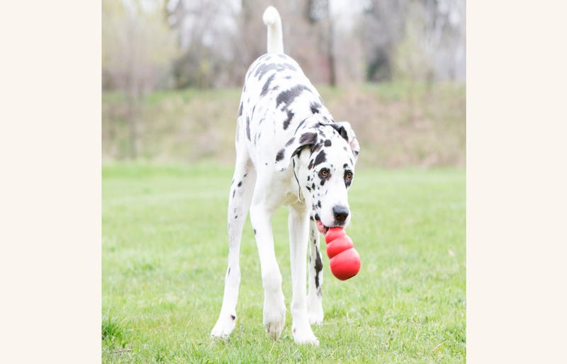 Gift Guide Lonely Dogs