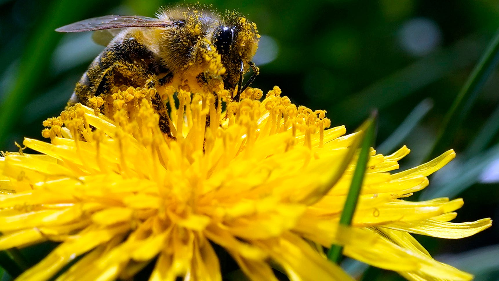 Climate change, big agriculture combine to threaten insects
