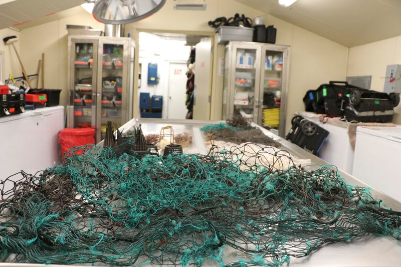 Hawaii Dead Whale Plastic