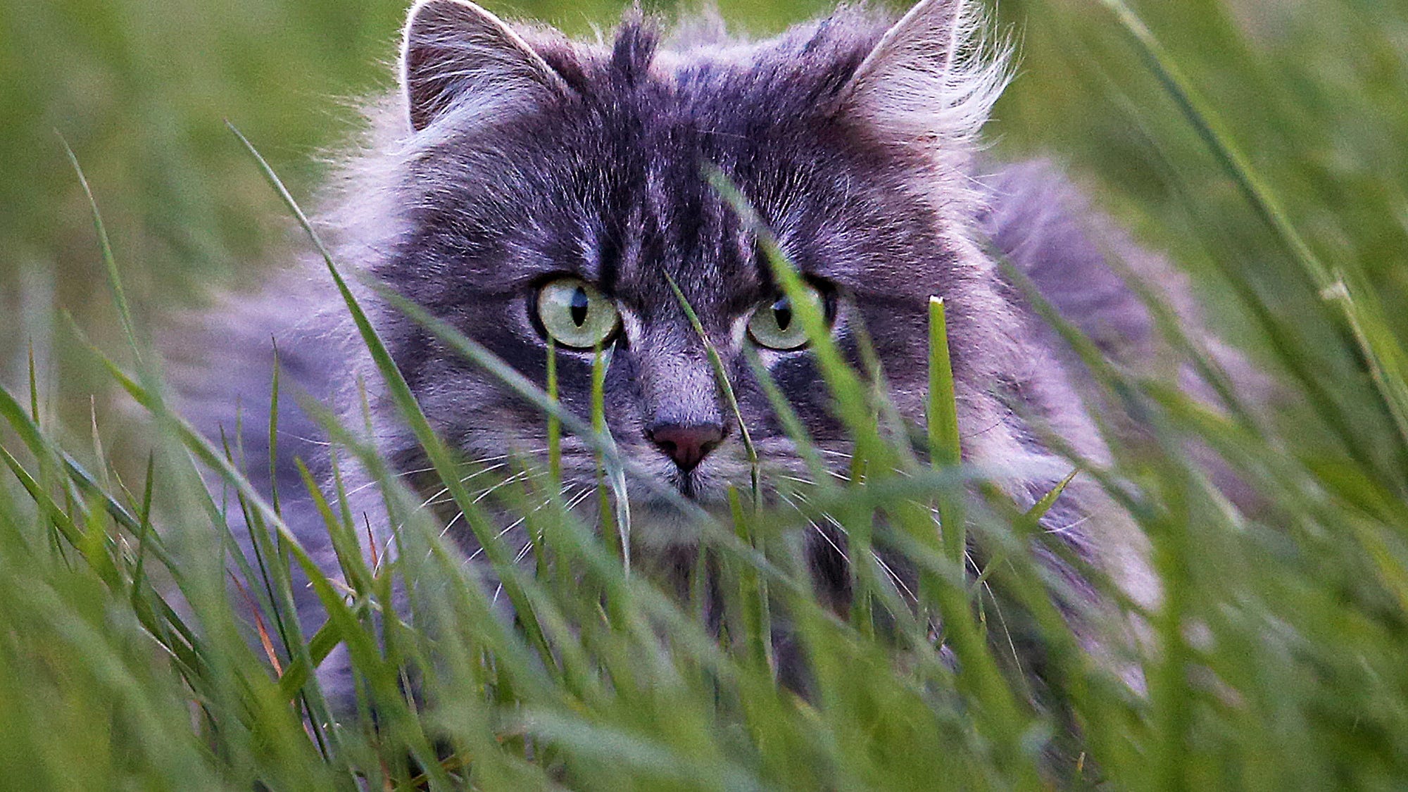 Bad Kitty: German town grounds cats to save rare birds