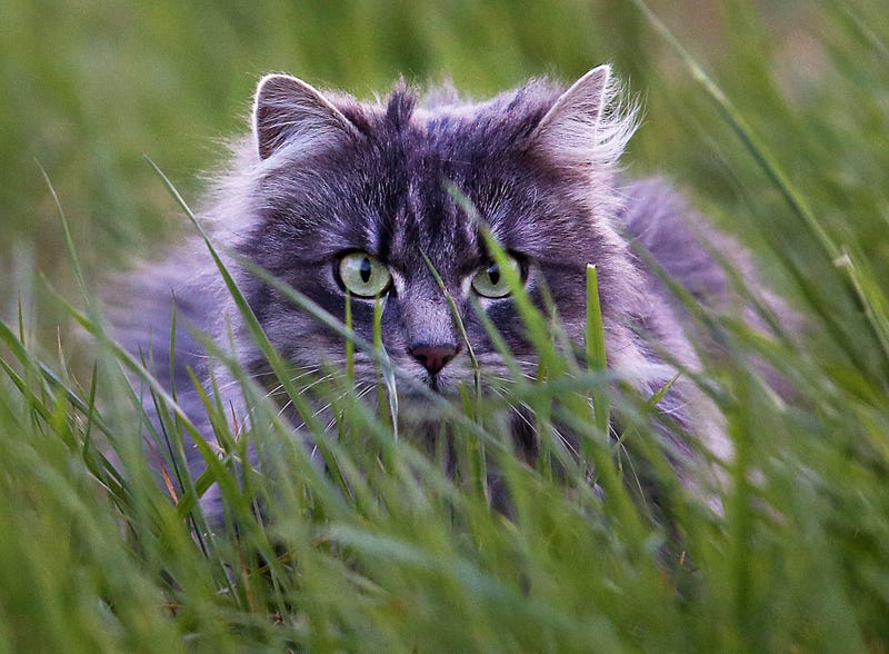 Germany Cats Birds