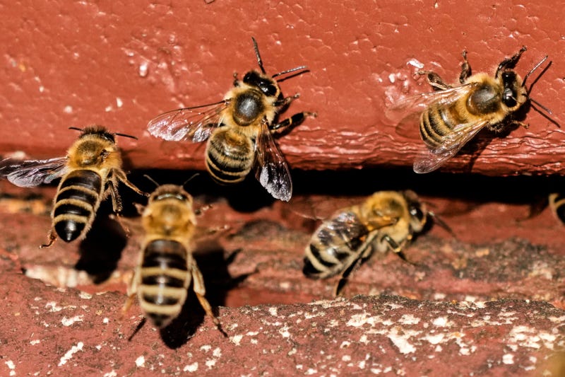 Germany World Bee Day