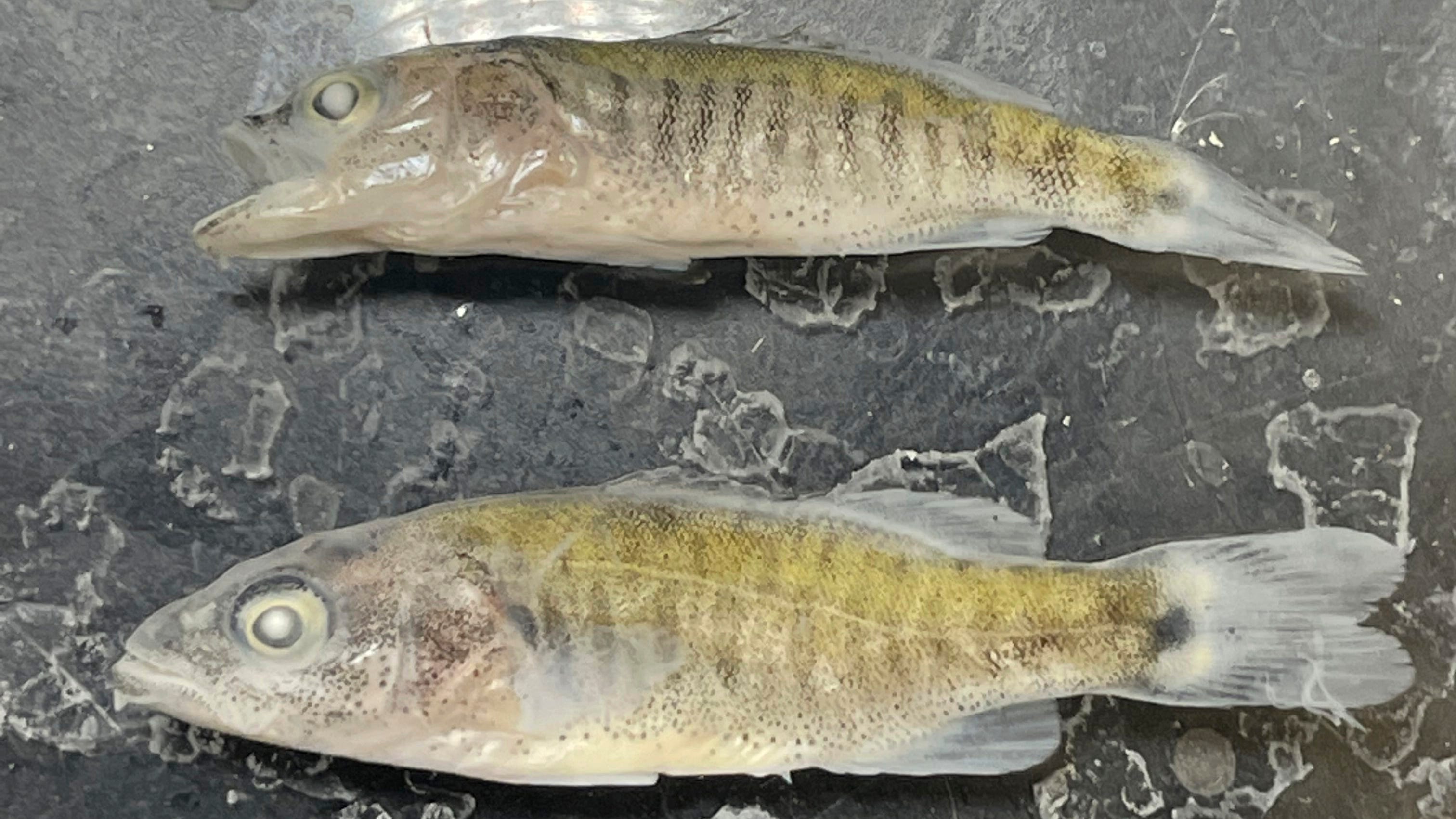 Biologists' fears confirmed on the lower Colorado River