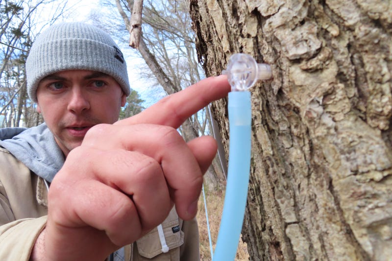 New Jersey Maple Syrup