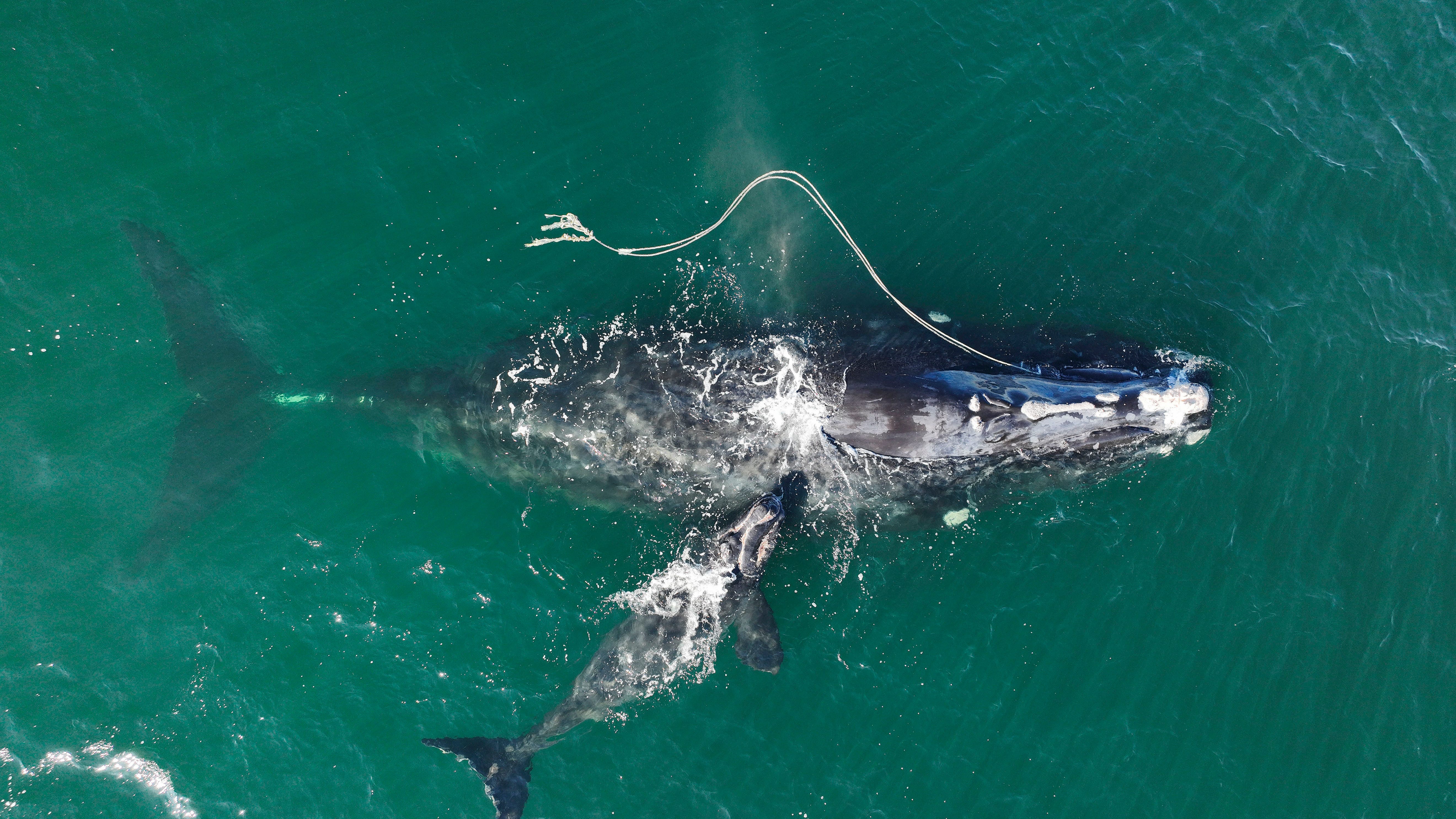 Ships must slow down more often to save whales, feds say
