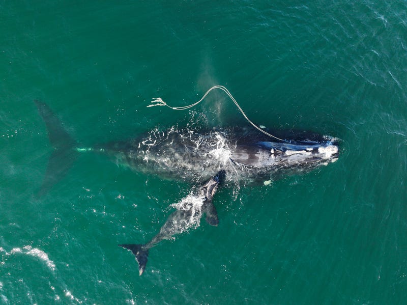 Right Whale Protection