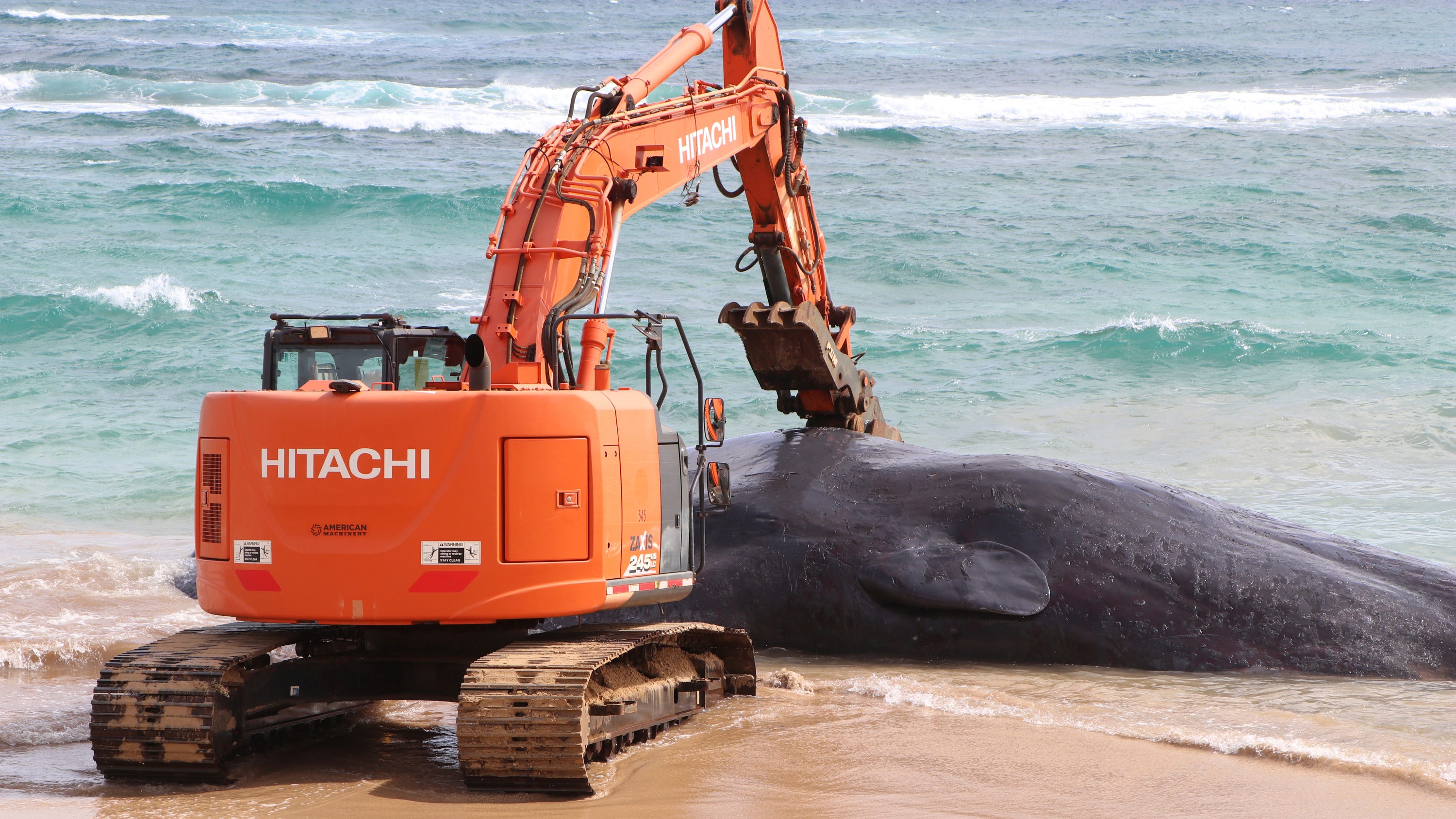 Hawaii whale dies with fishing nets, plastic bags in stomach