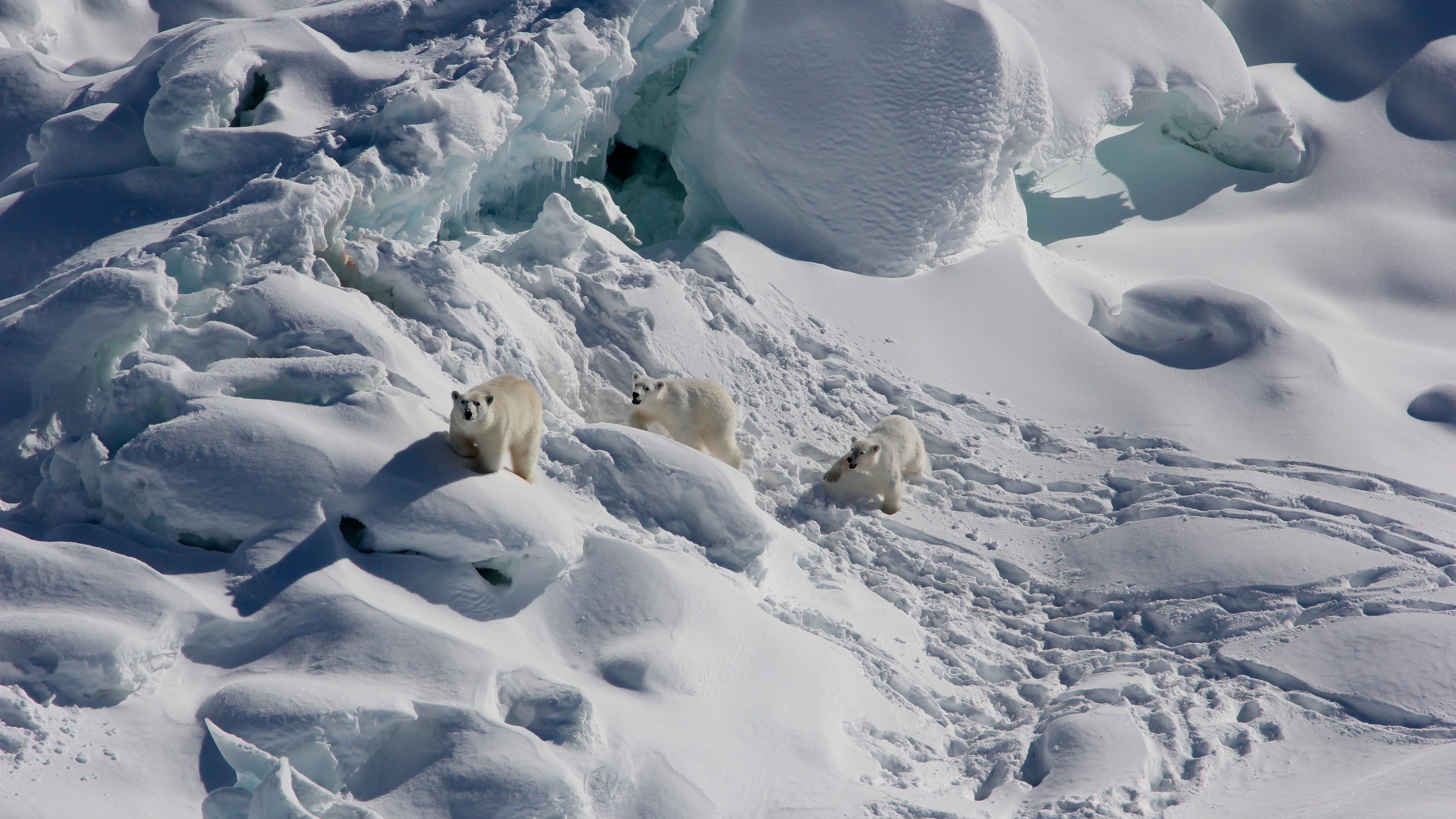 Shaky oasis for some polar bears found, but not for species